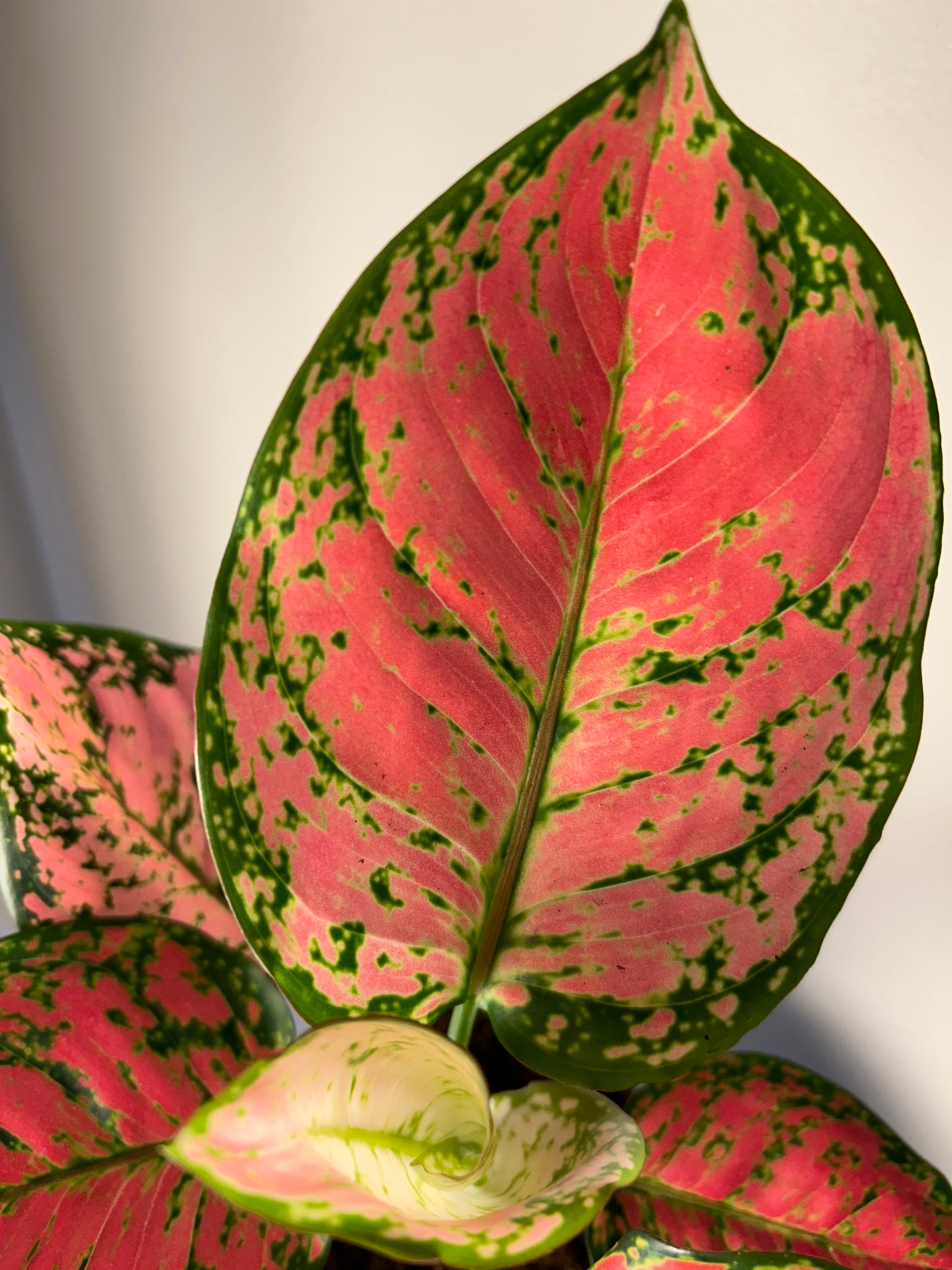 Aglaonema Crimson