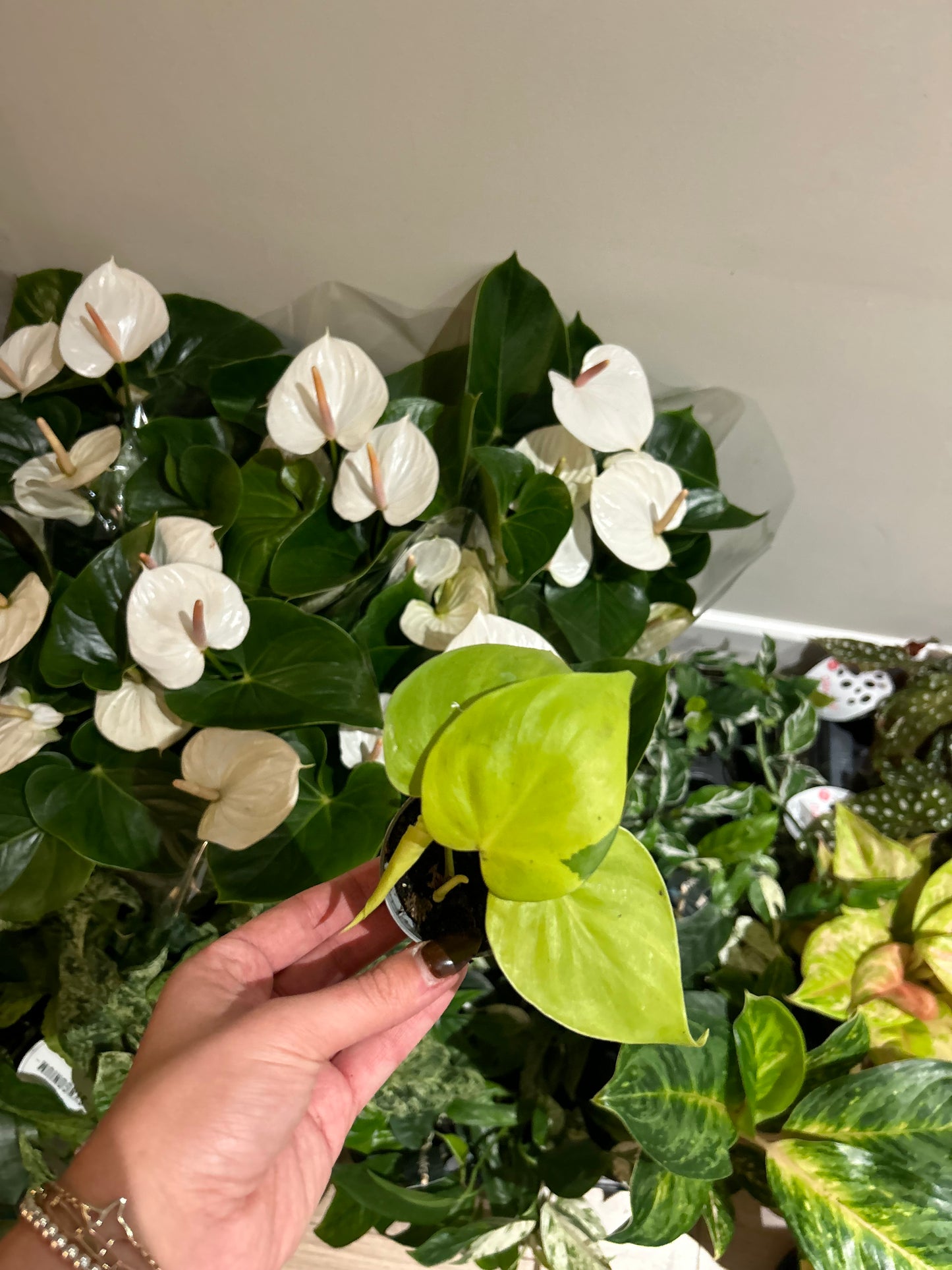 Philodendron Lemon & Lime 6cm