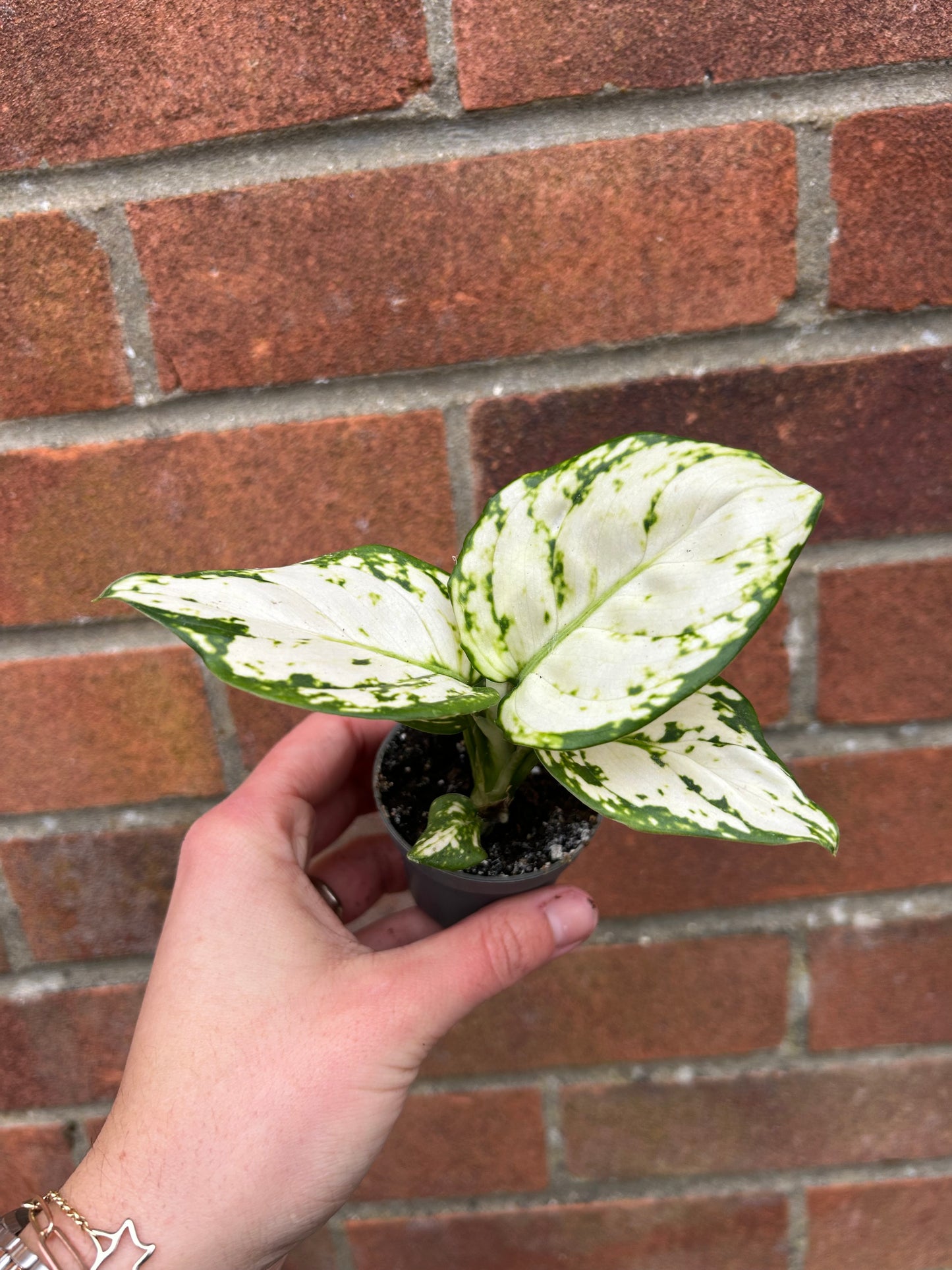 Aglaonema White Joy