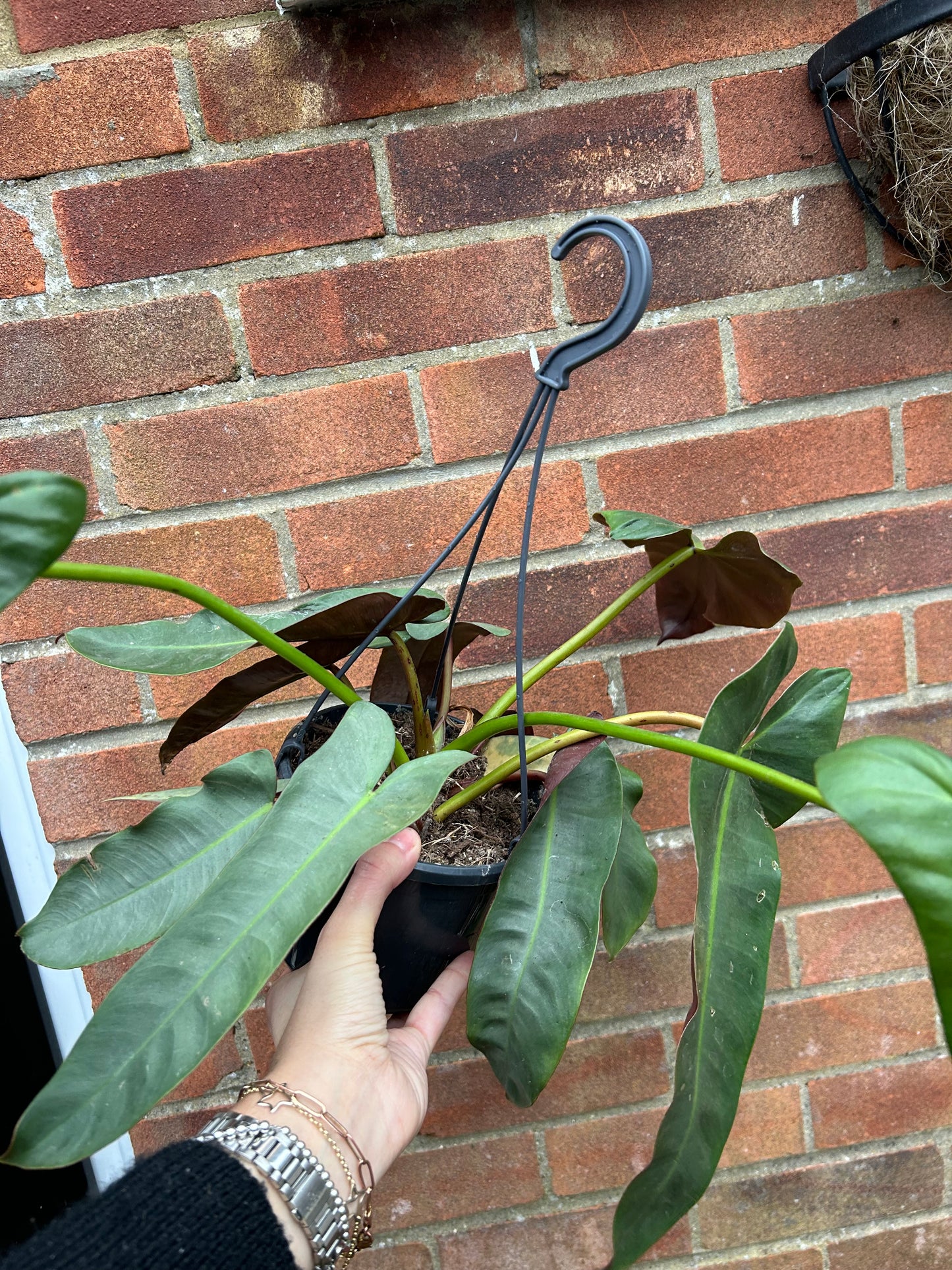 Philodendron atabapoense - hanging