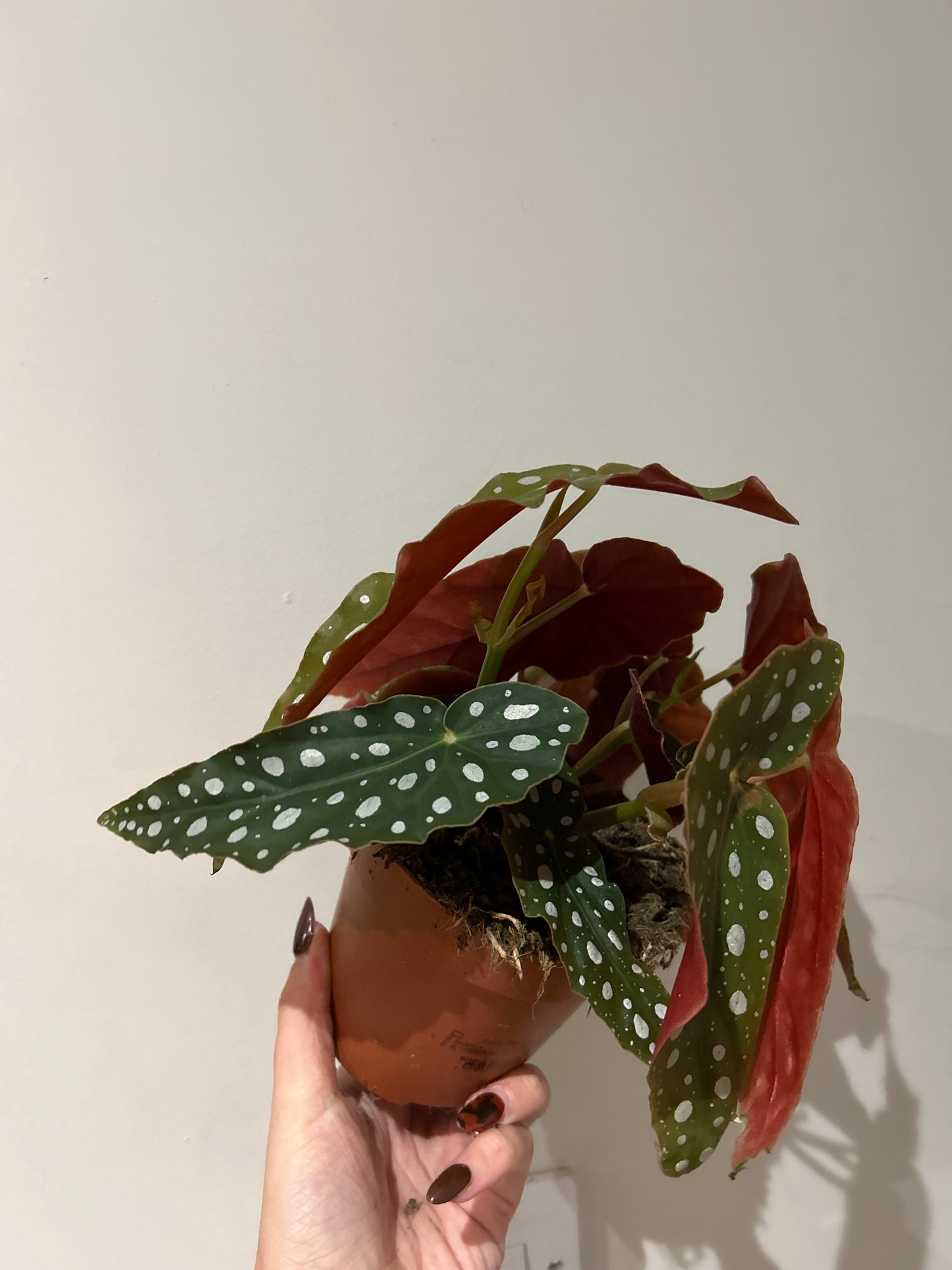 Begonia Maculata Polka Dot