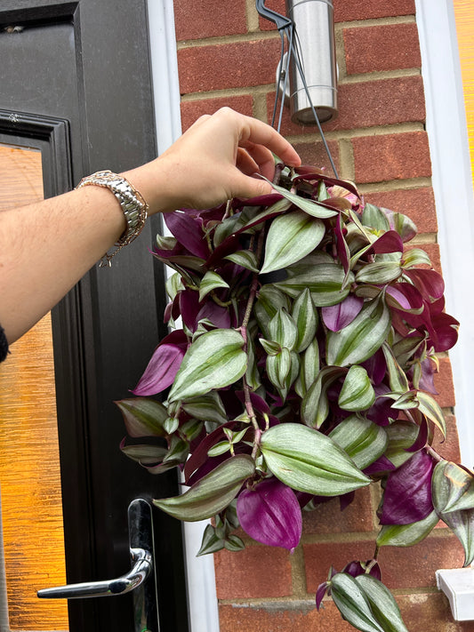 Tradescantia trailing - hanging