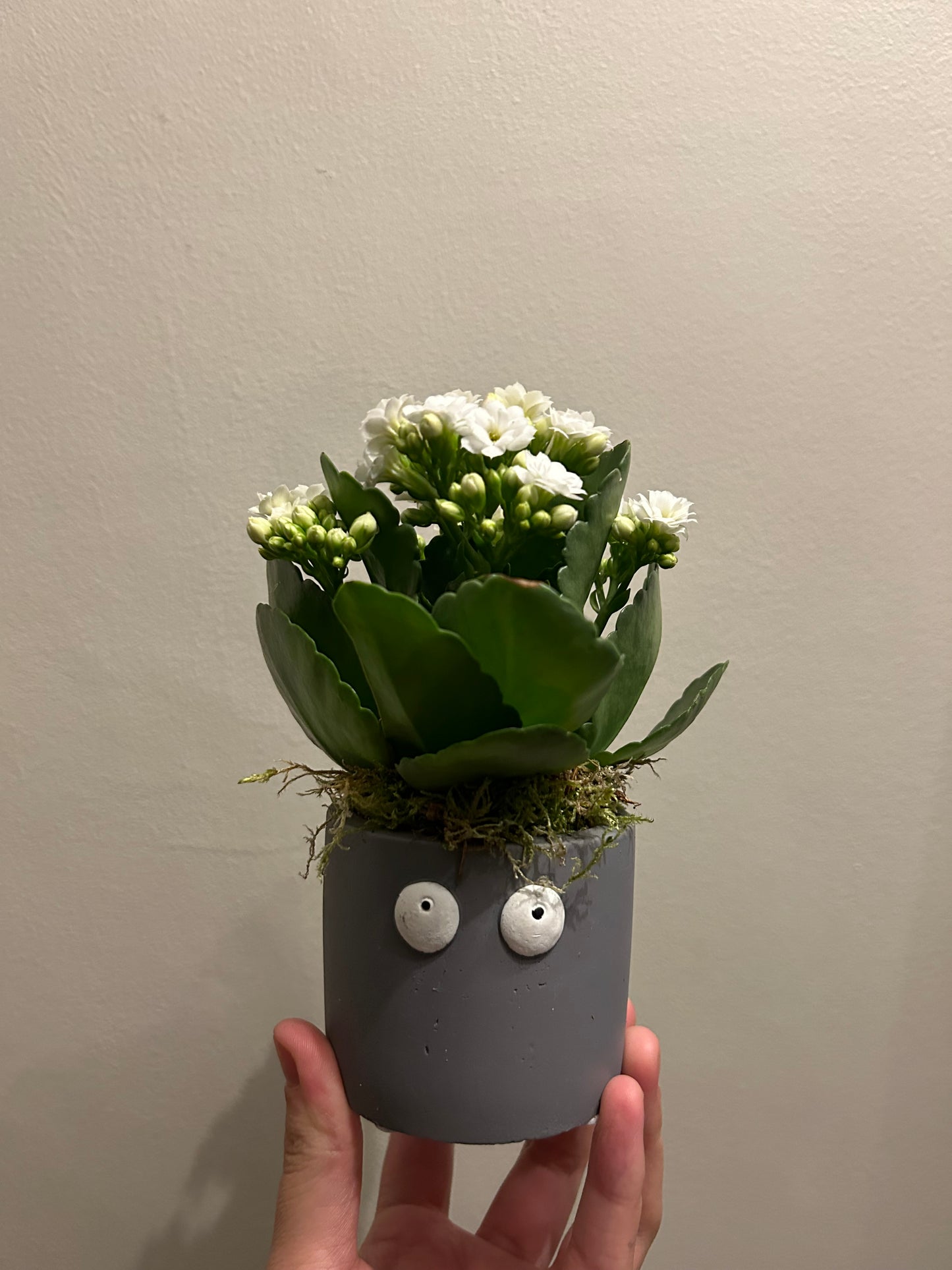 Kalanchoe in Pot - Grey