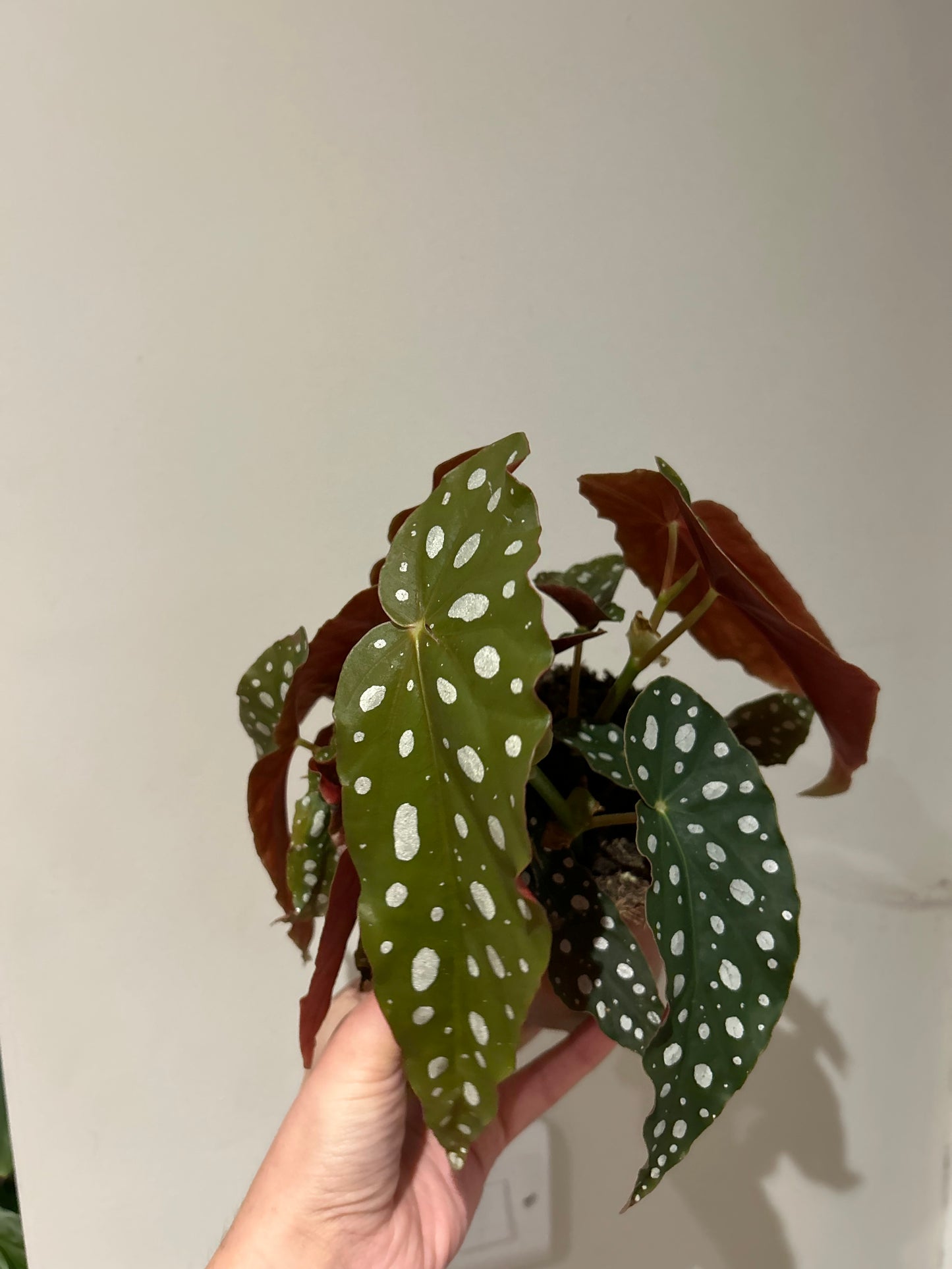 Begonia Maculata Polka Dot