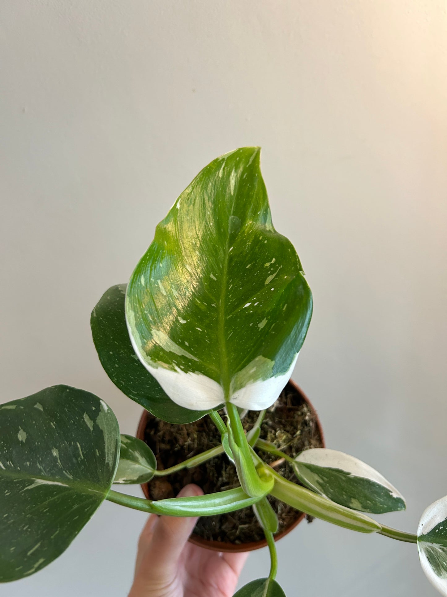 Philodendron White Princess