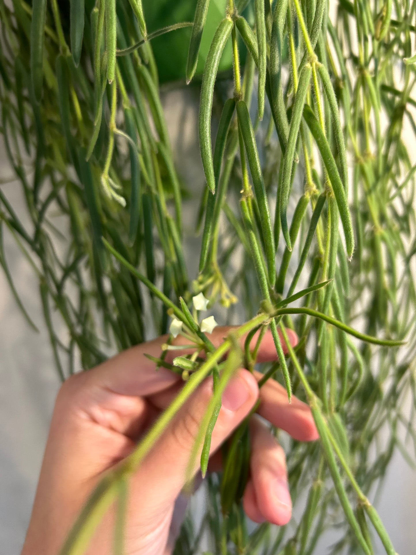 Hoya Linearis - Love Plant