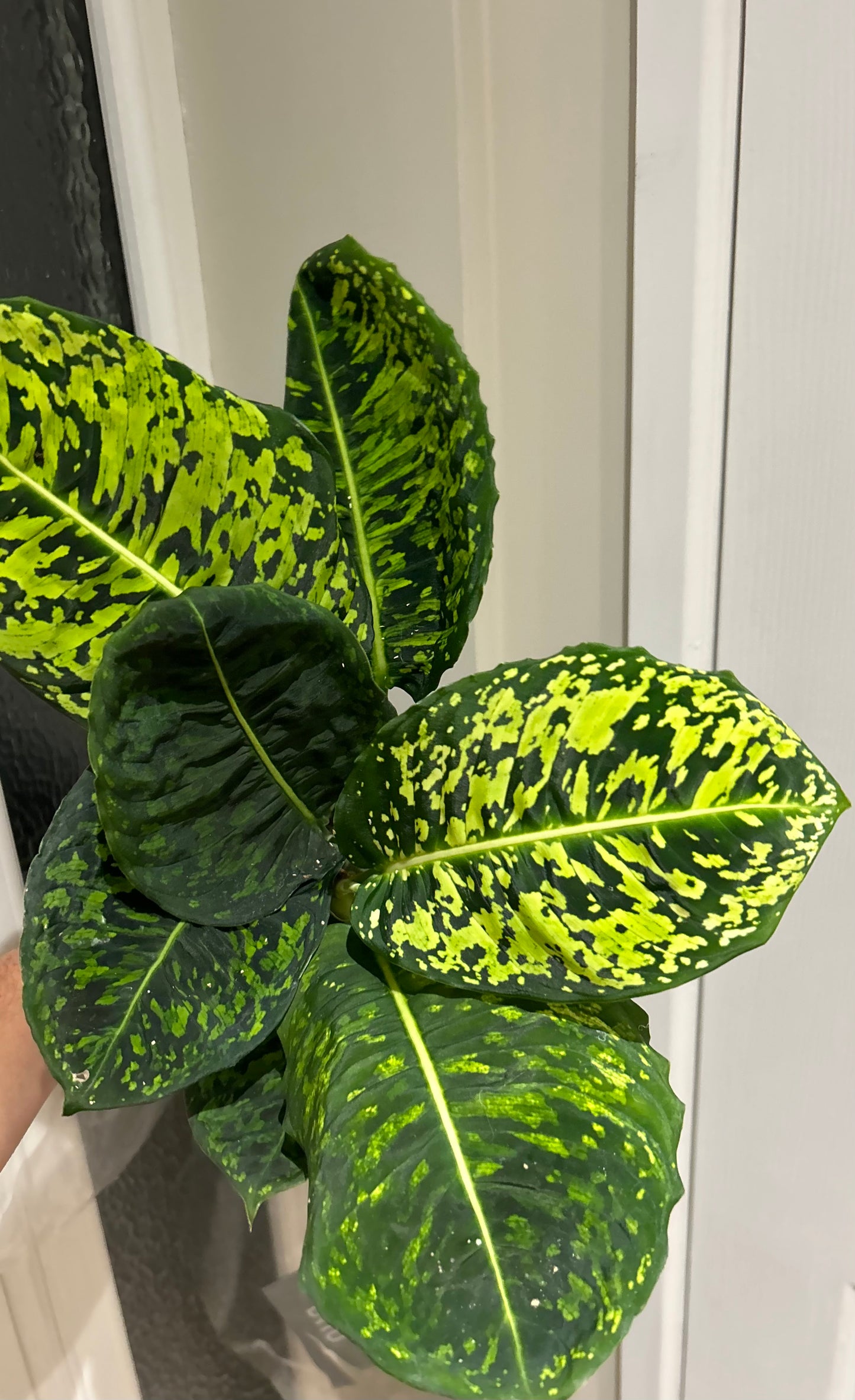 Dieffenbachia Reflector