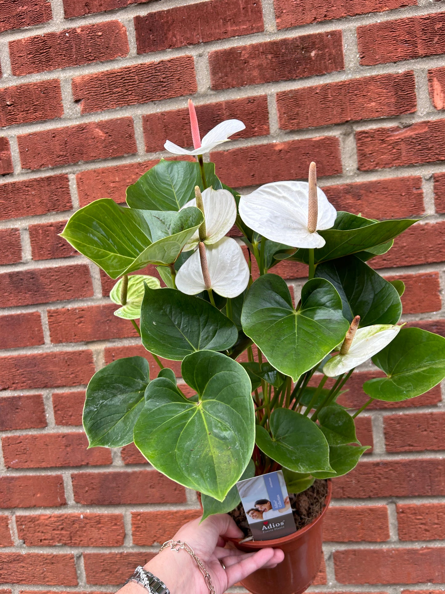 Anthurium - White - 17CM