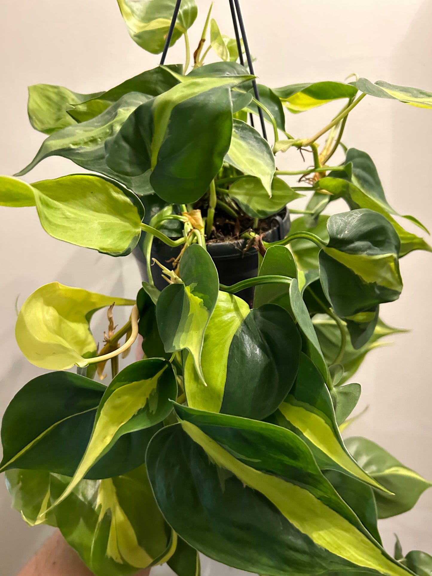 Philodendron Brasil - Hanging