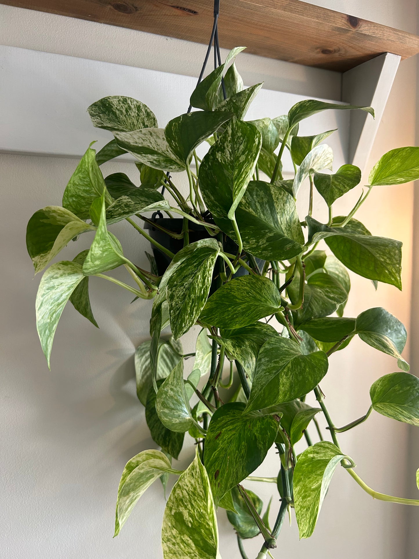 Marble Queen Pothos