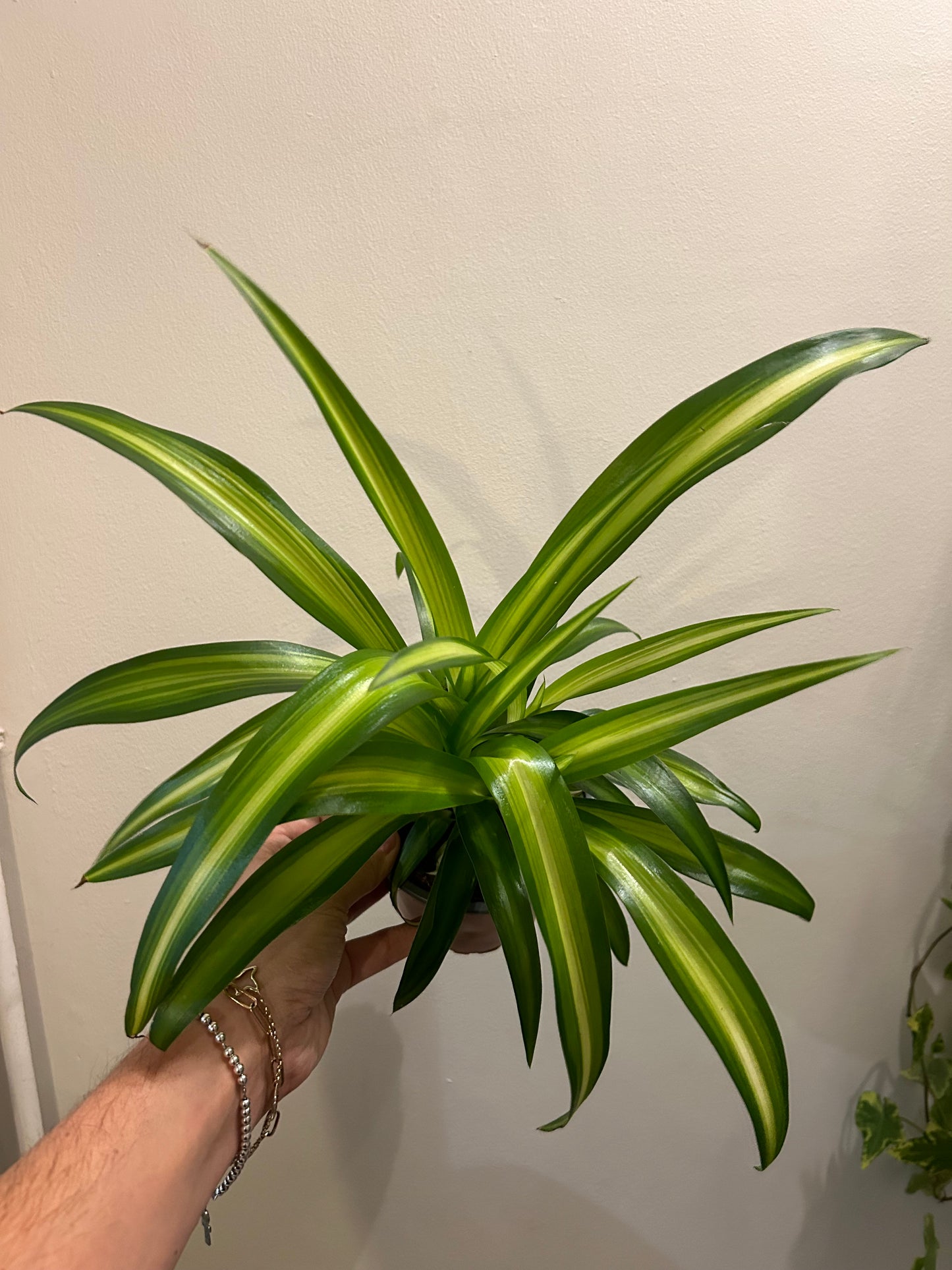 Spider Plant