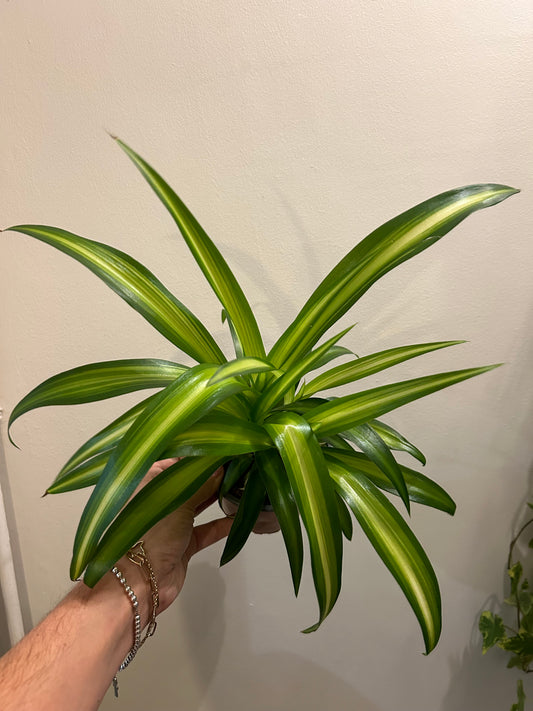 Spider Plant