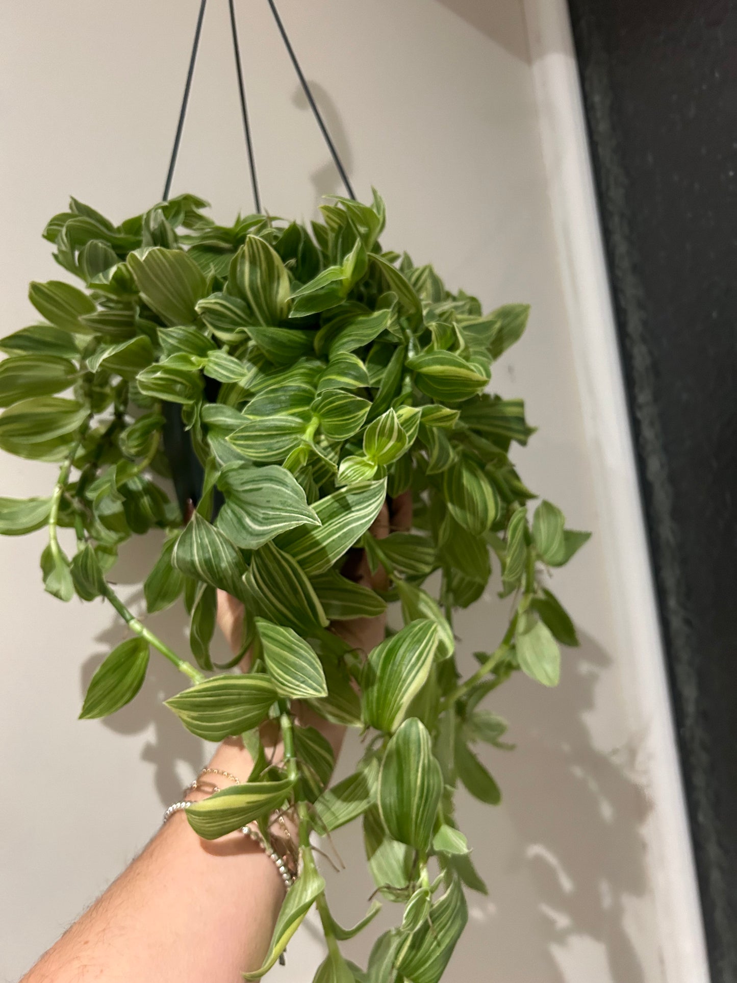 Tradescantia Hanging