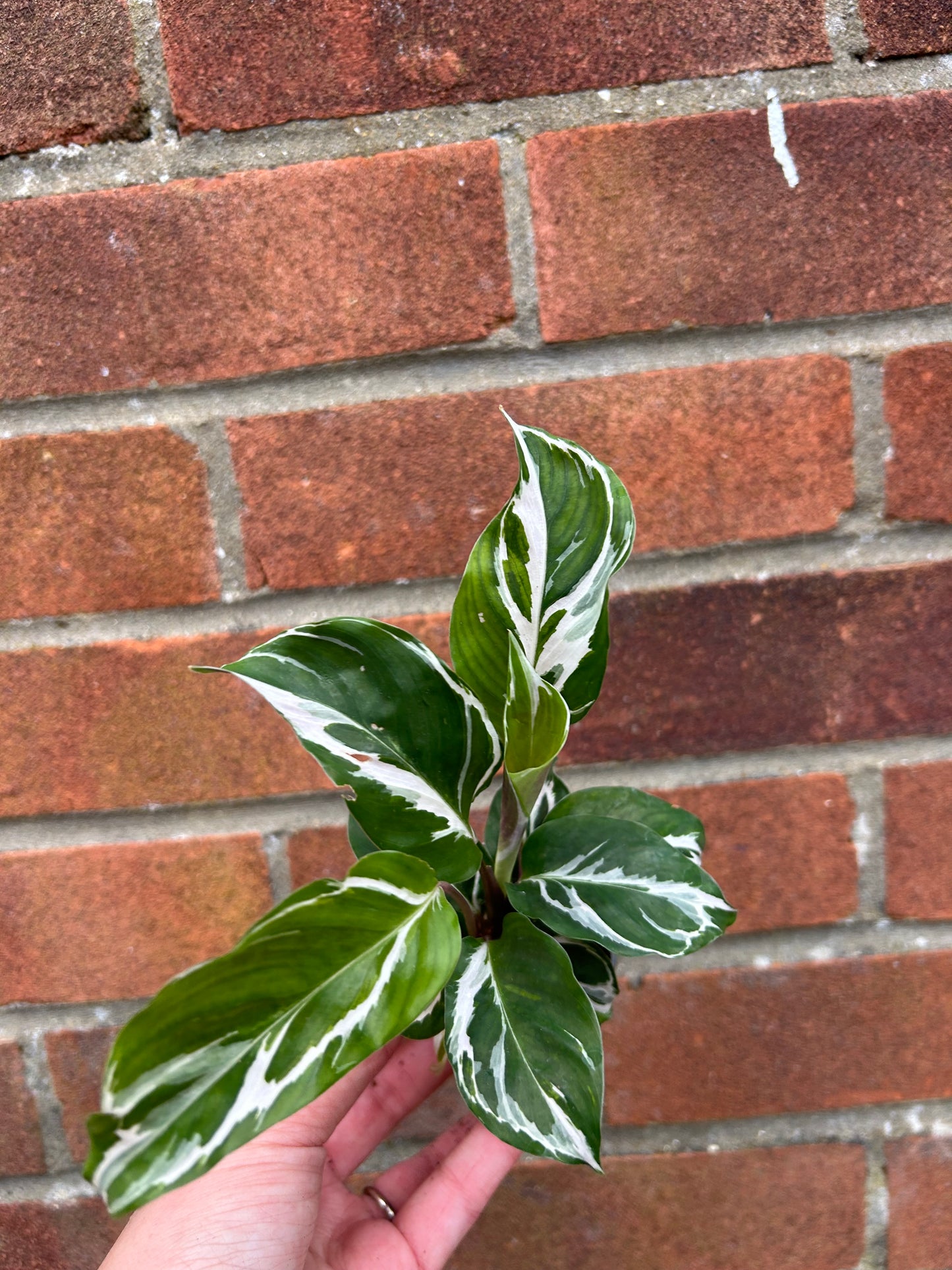 Calathea White Fusion - 6cm