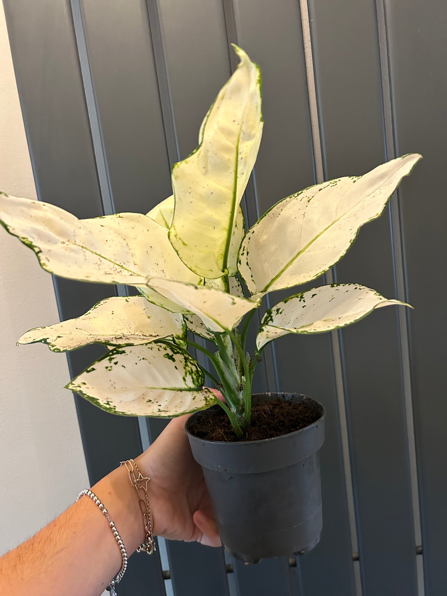 Aglaonema - White Joy