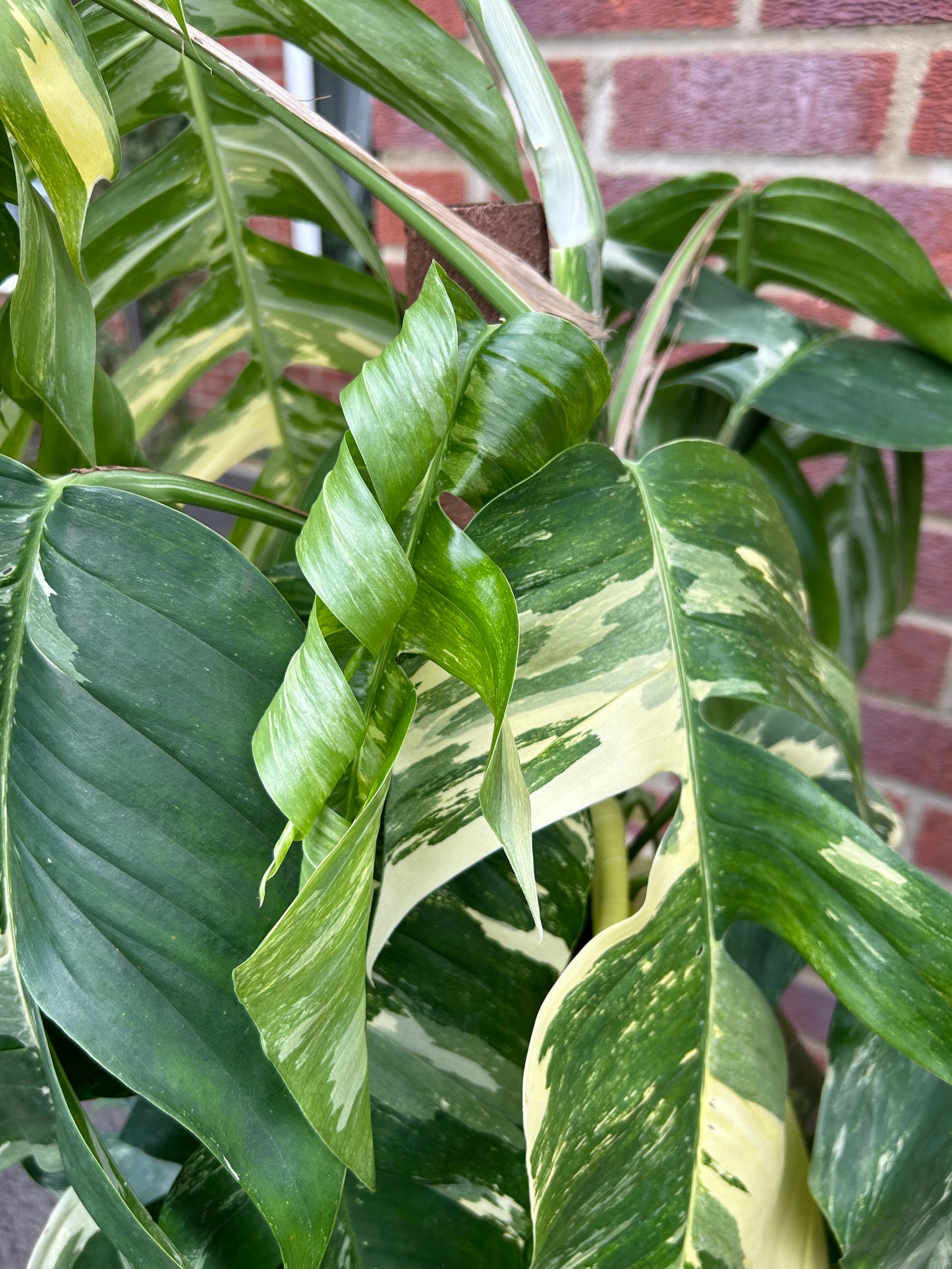 Variegated Epipremnum Pinnatum