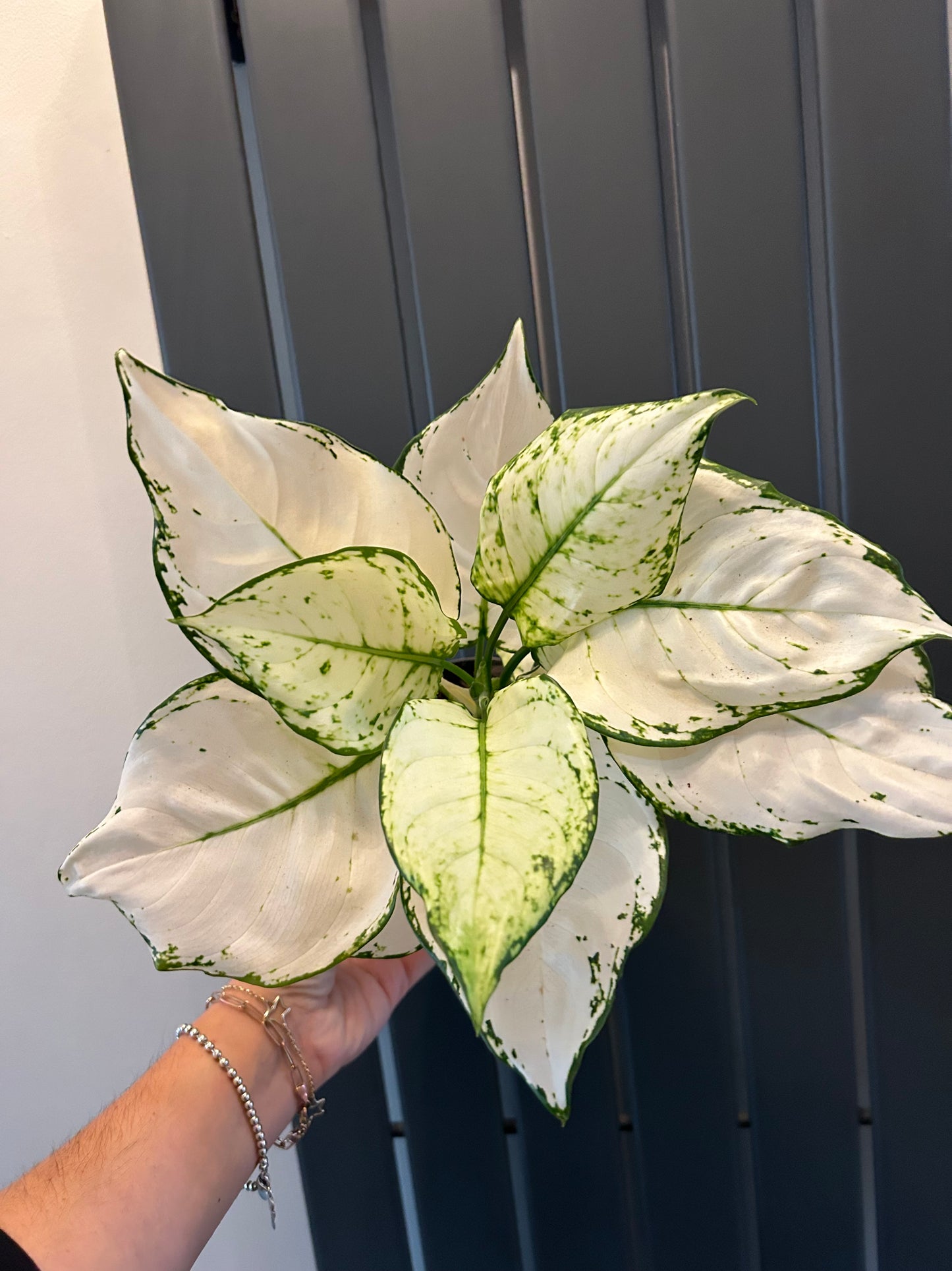 Aglaonema - White Joy