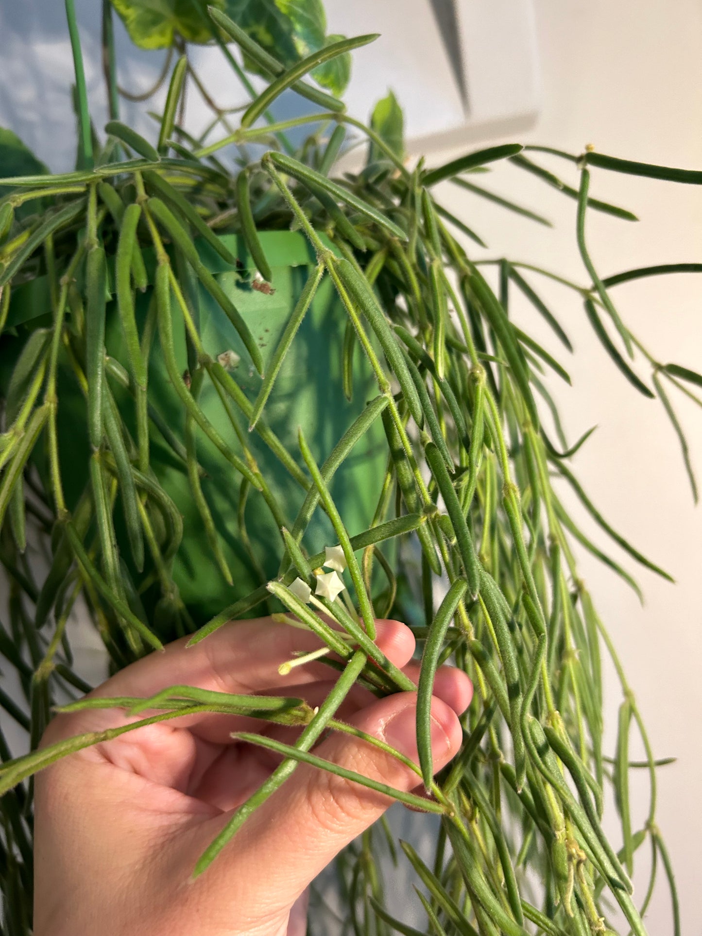 Hoya Linearis - Love Plant