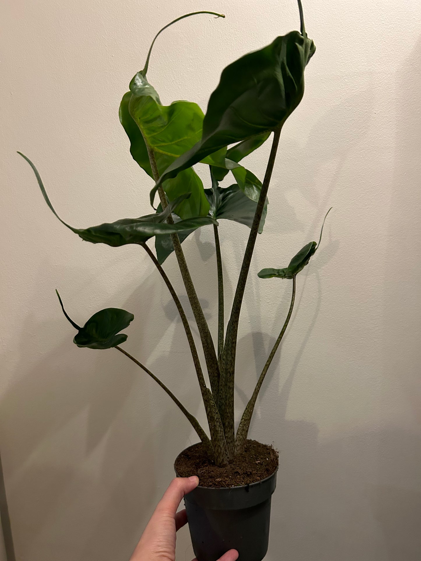 Alocasia Sting Ray