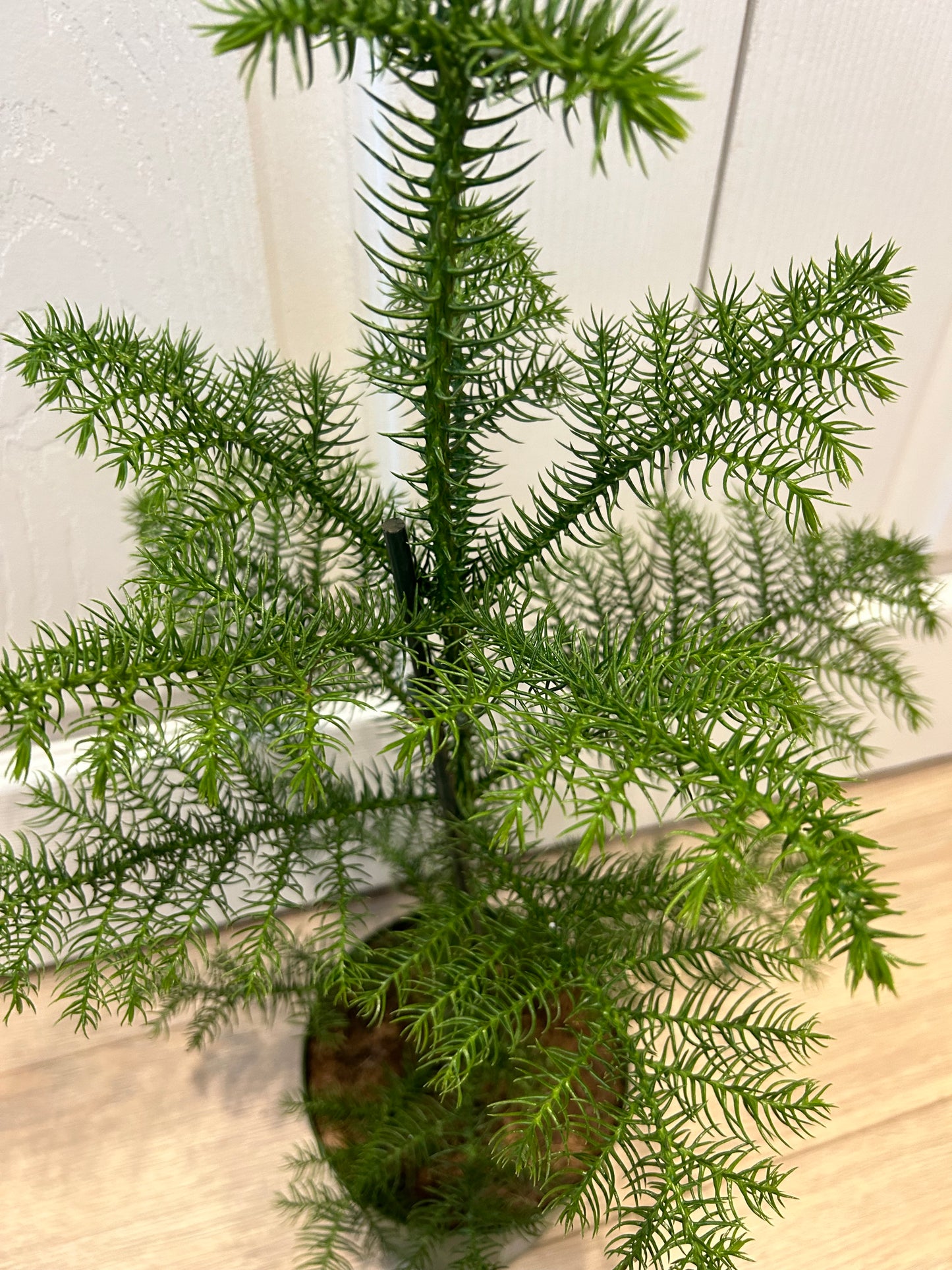 Norfolk Pine