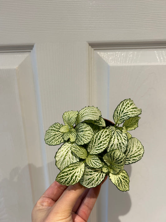 Fittonia - White Tiger