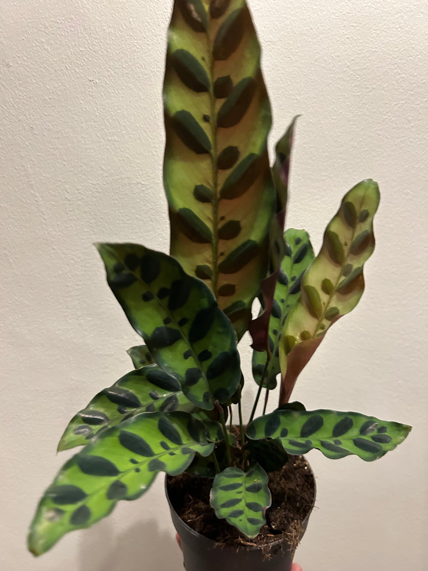 Calathea - Rattlesnake Plant