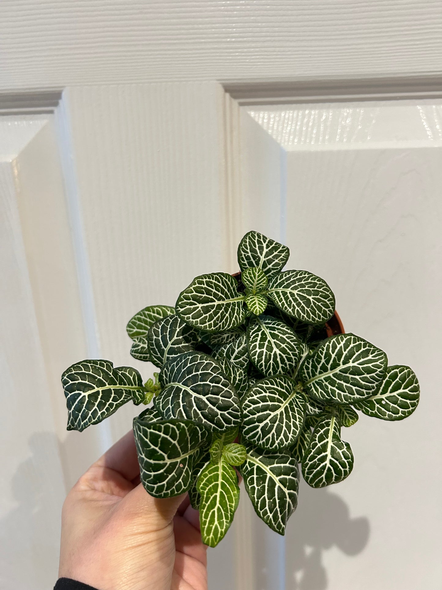 Fittonia - Mosaic Plant