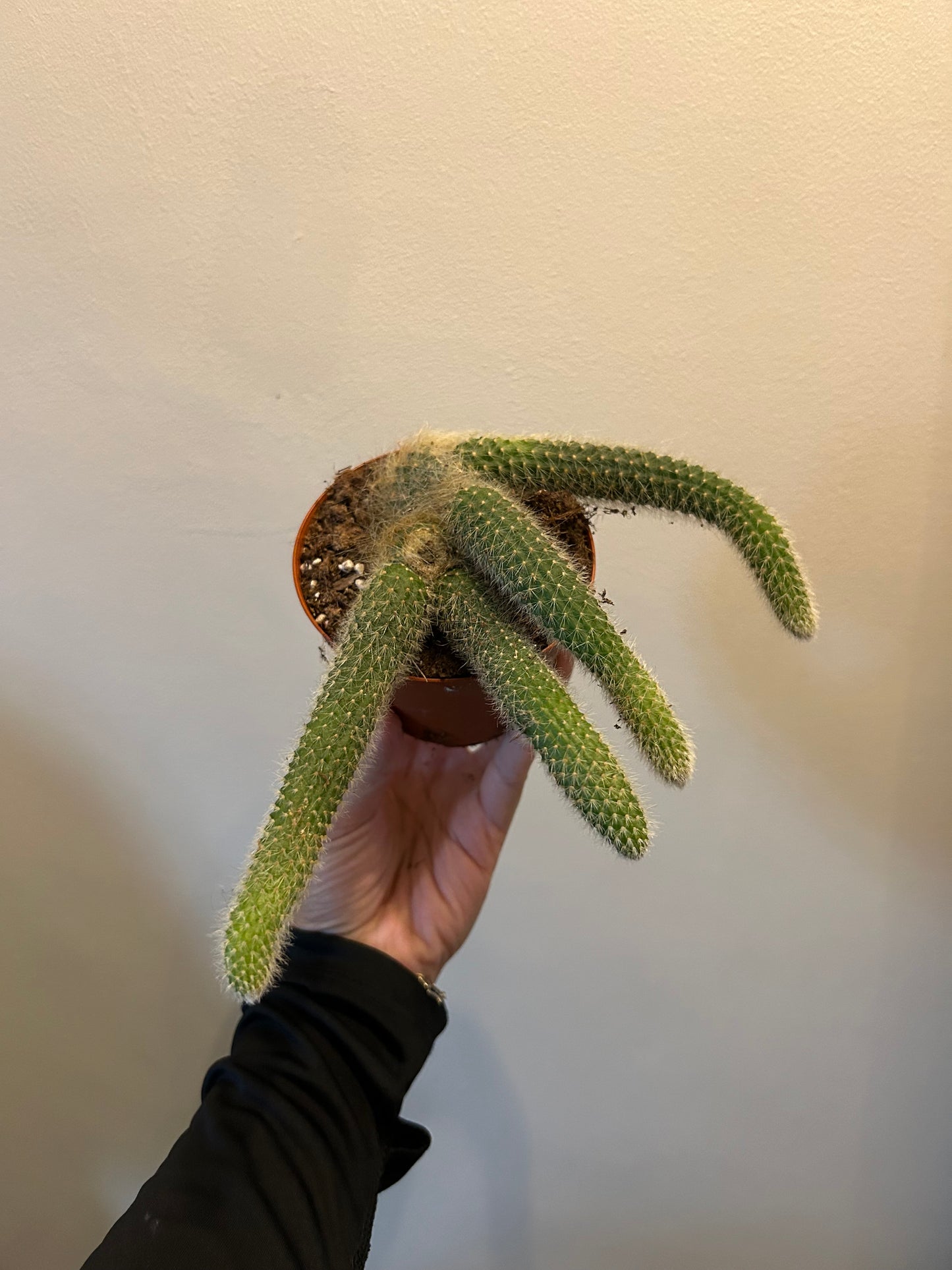 Monkey Tail Cactus