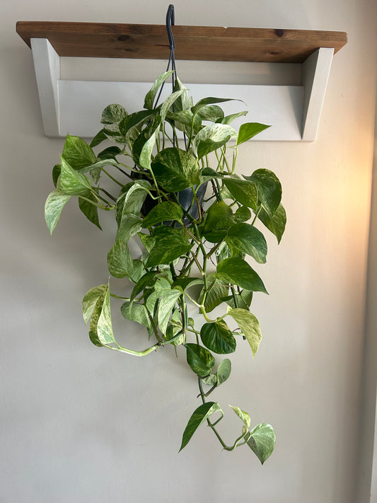 Marble Queen Pothos