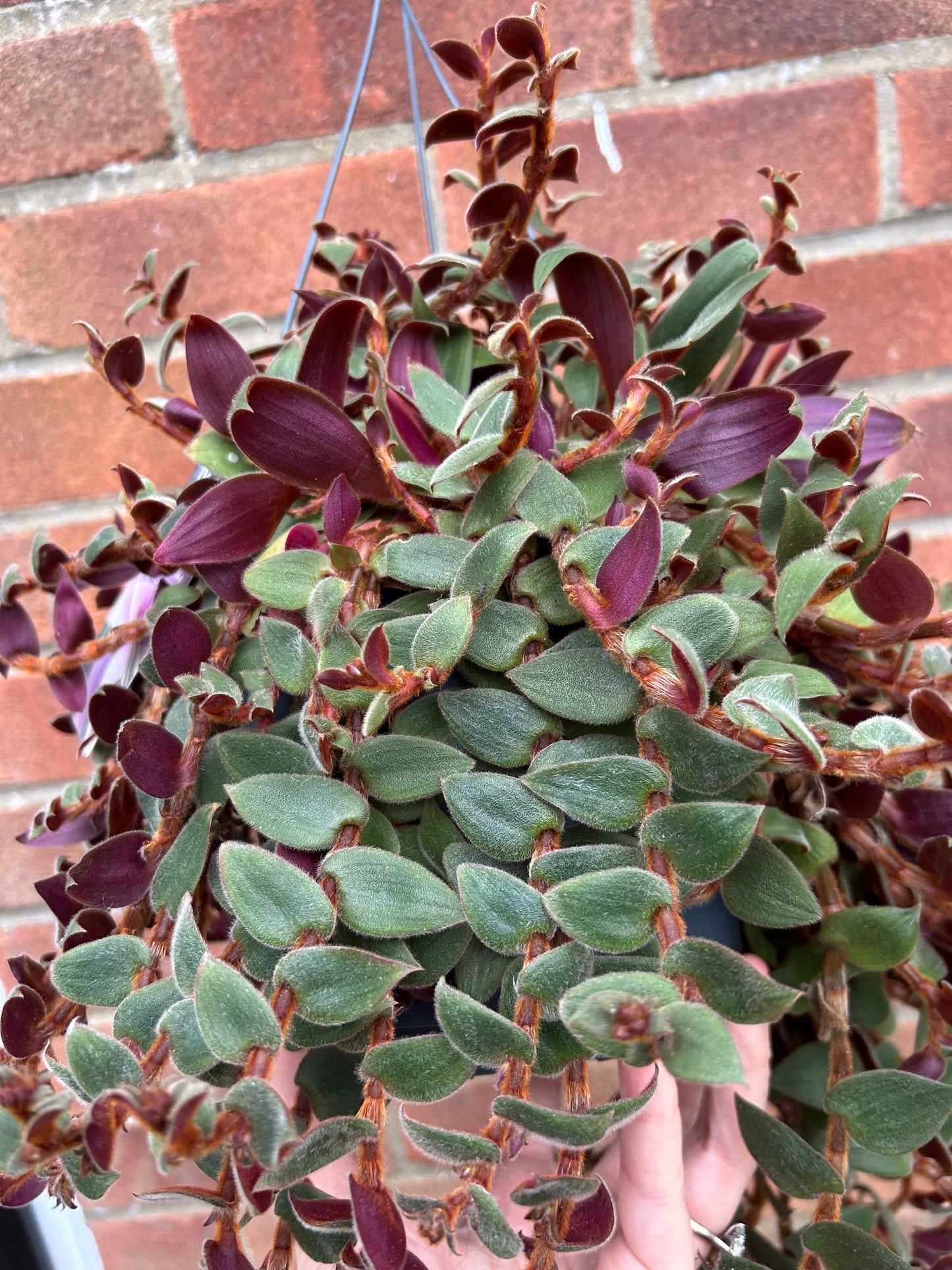 Tradescantia - Brown Hill