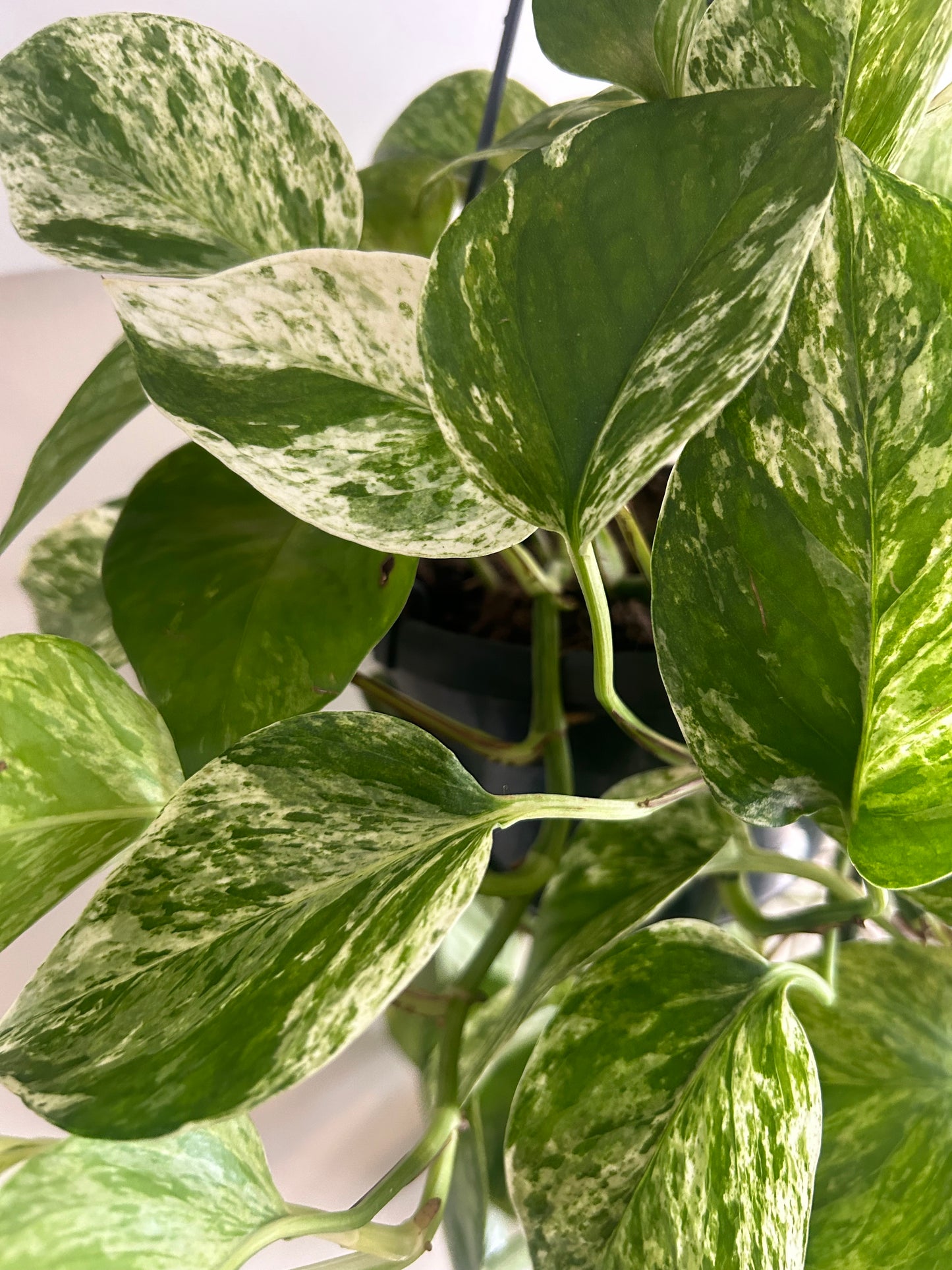 Marble Queen Pothos