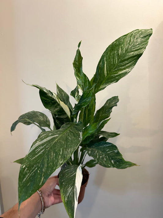 Variegated Peace Lily