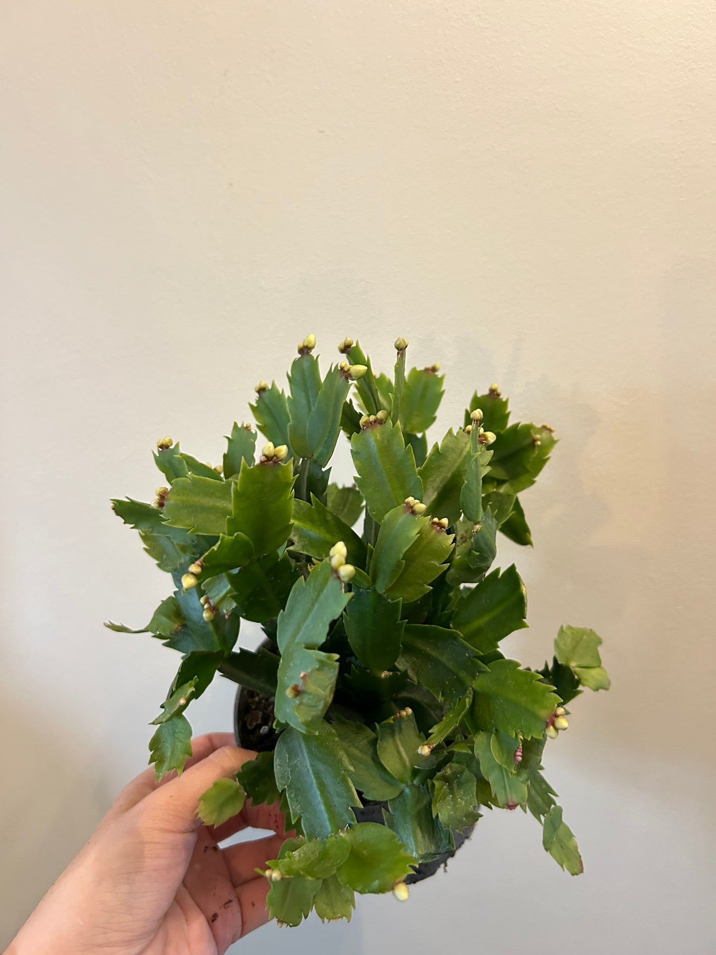 Christmas Cactus