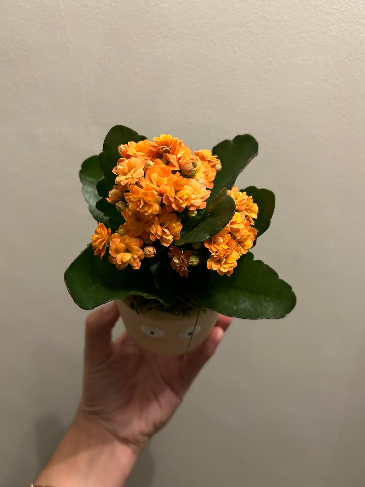 Kalanchoe in Pot - Beige