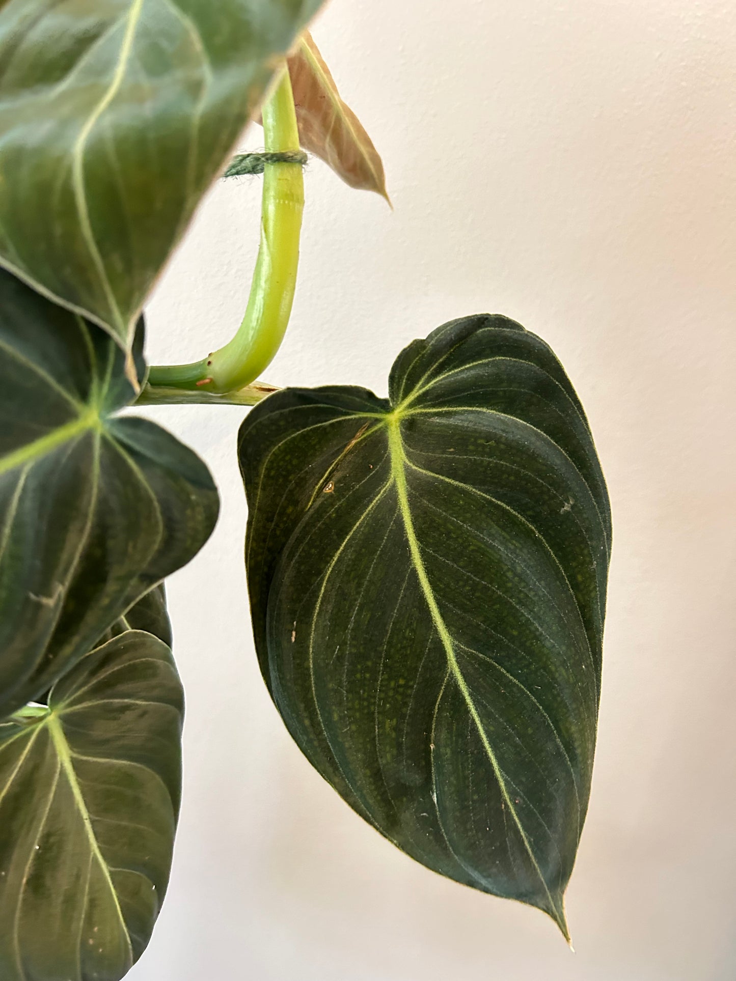 Philodendron Melanochrysum on pole