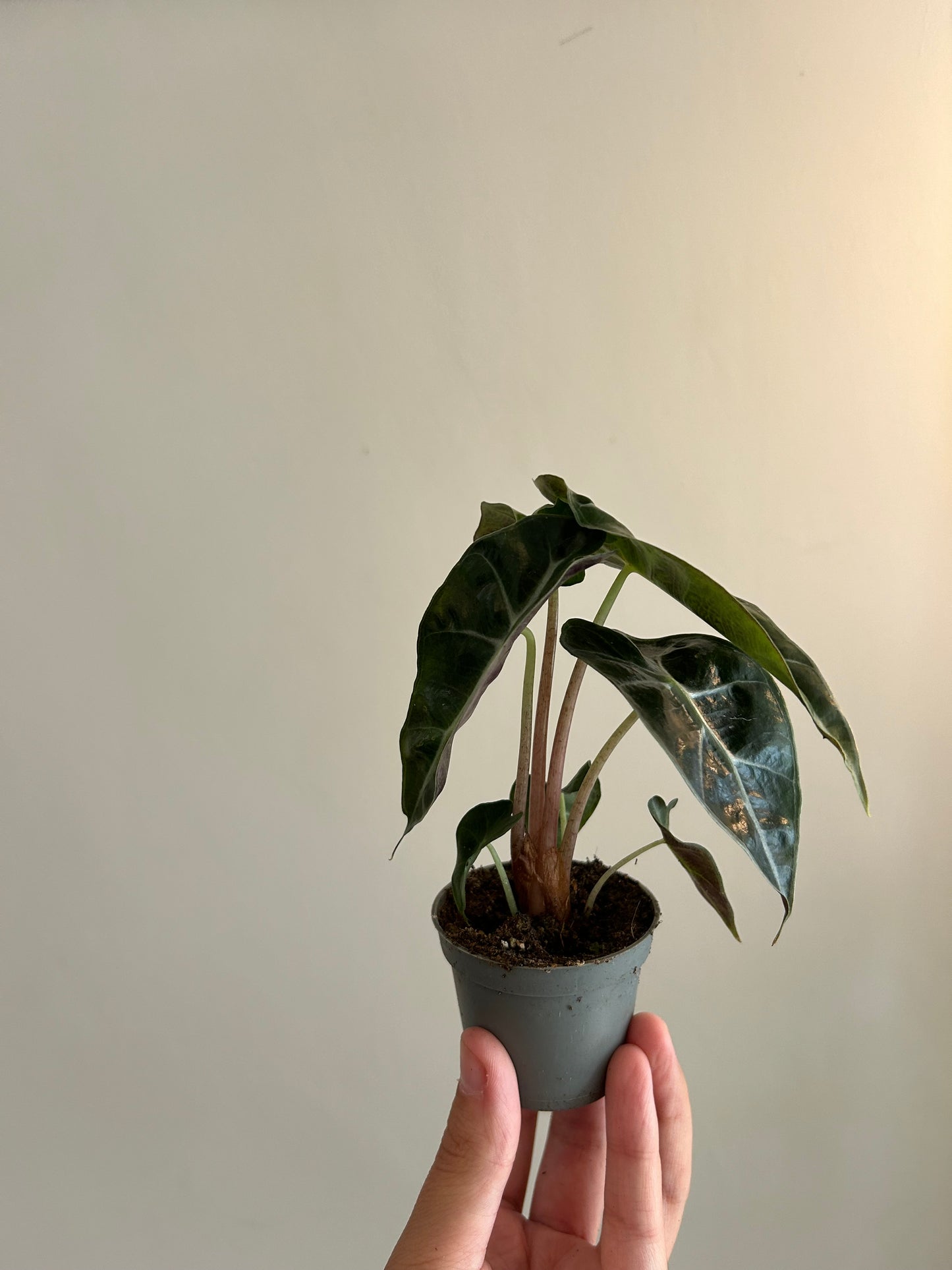 Alocasia Polly