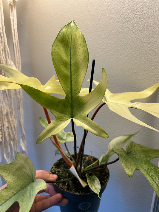 Philodendron Florida Ghost