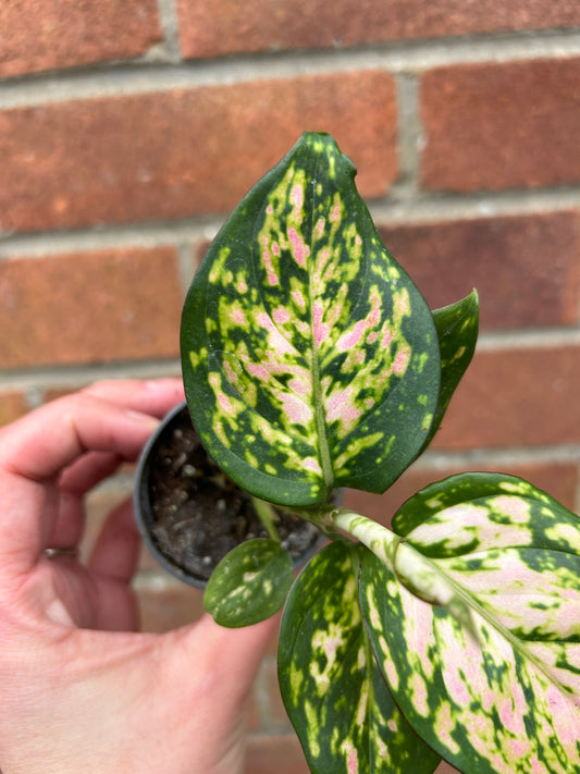 Aglaonema Pink