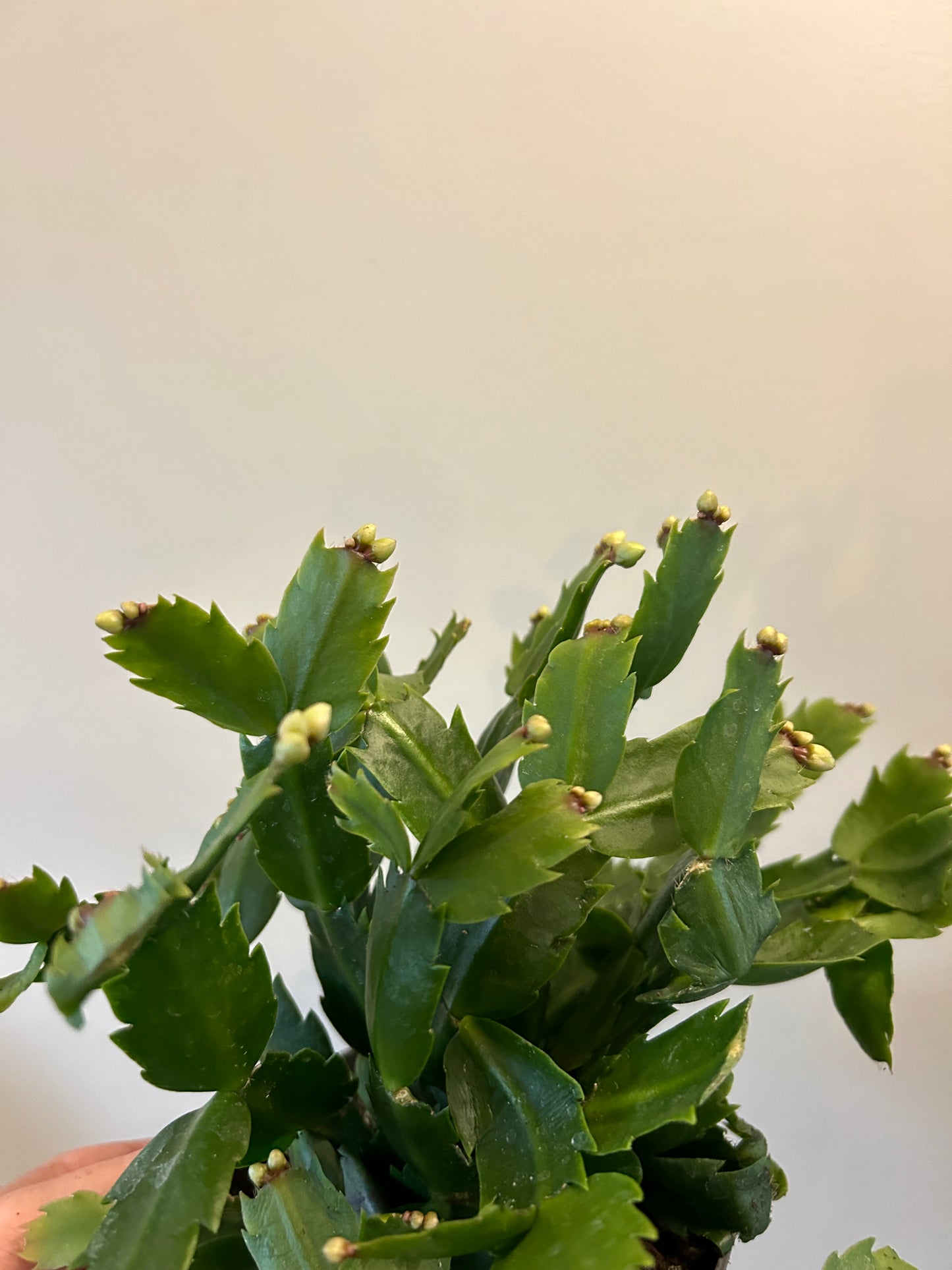 Christmas Cactus