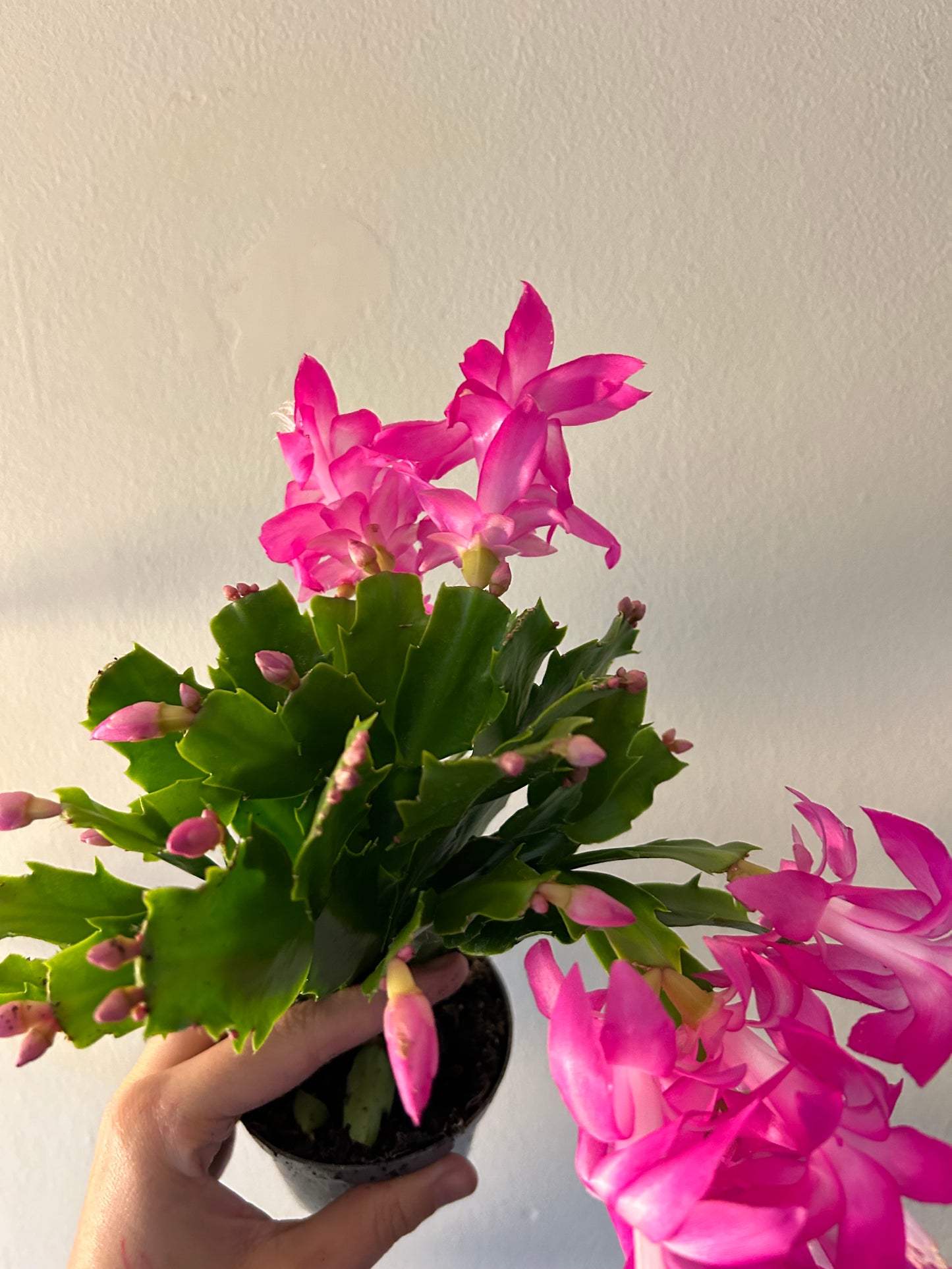 Christmas Cactus - Pink