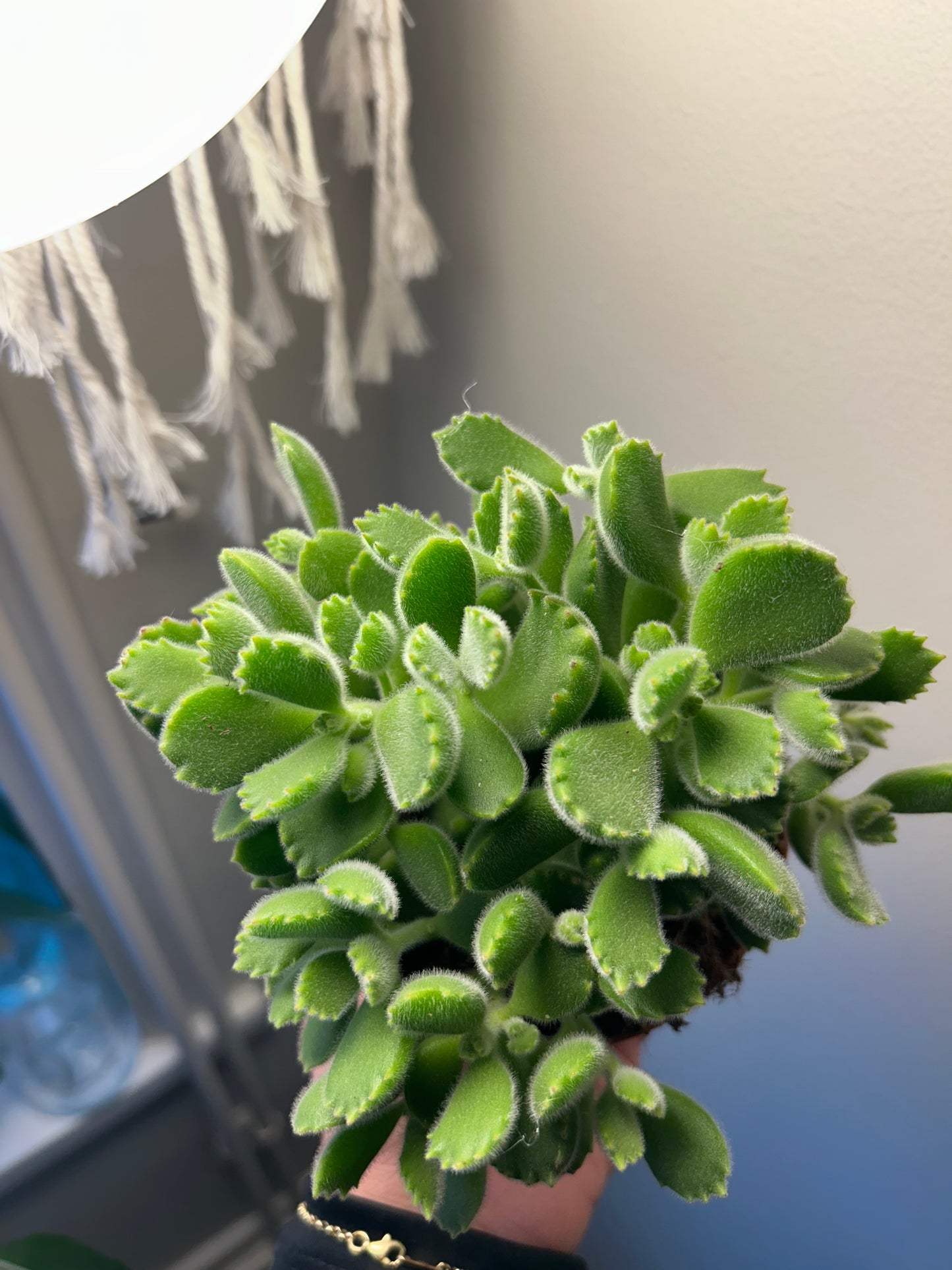 Cotyledon Tomentosa - Bear Paws