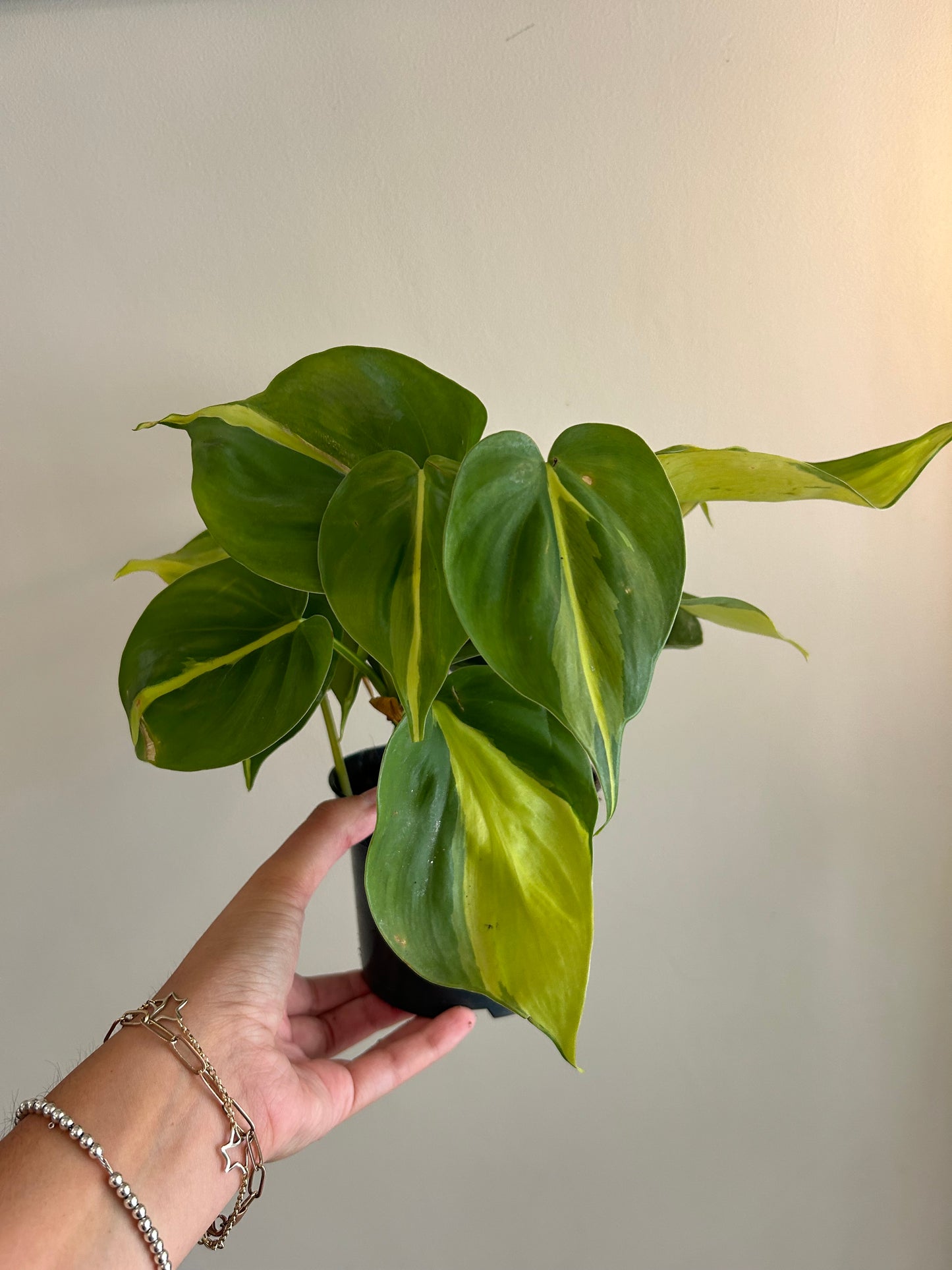 Philodendron Brasil