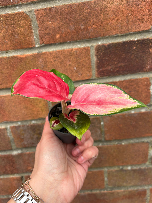 Aglaonema