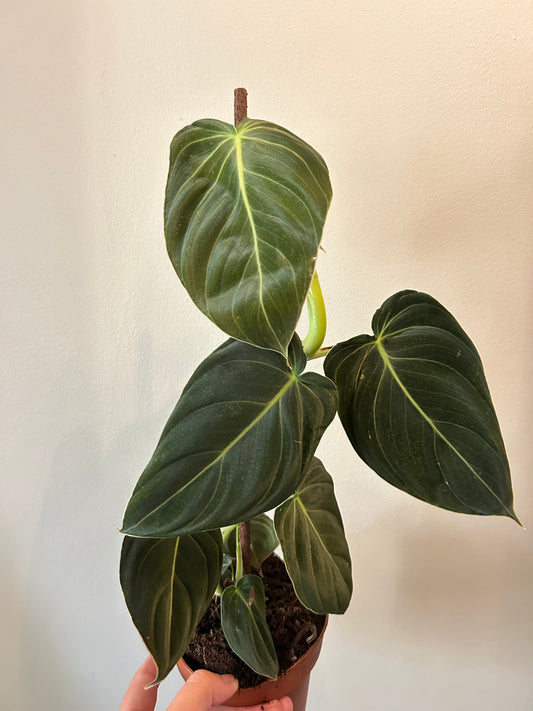 Philodendron Melanochrysum on pole