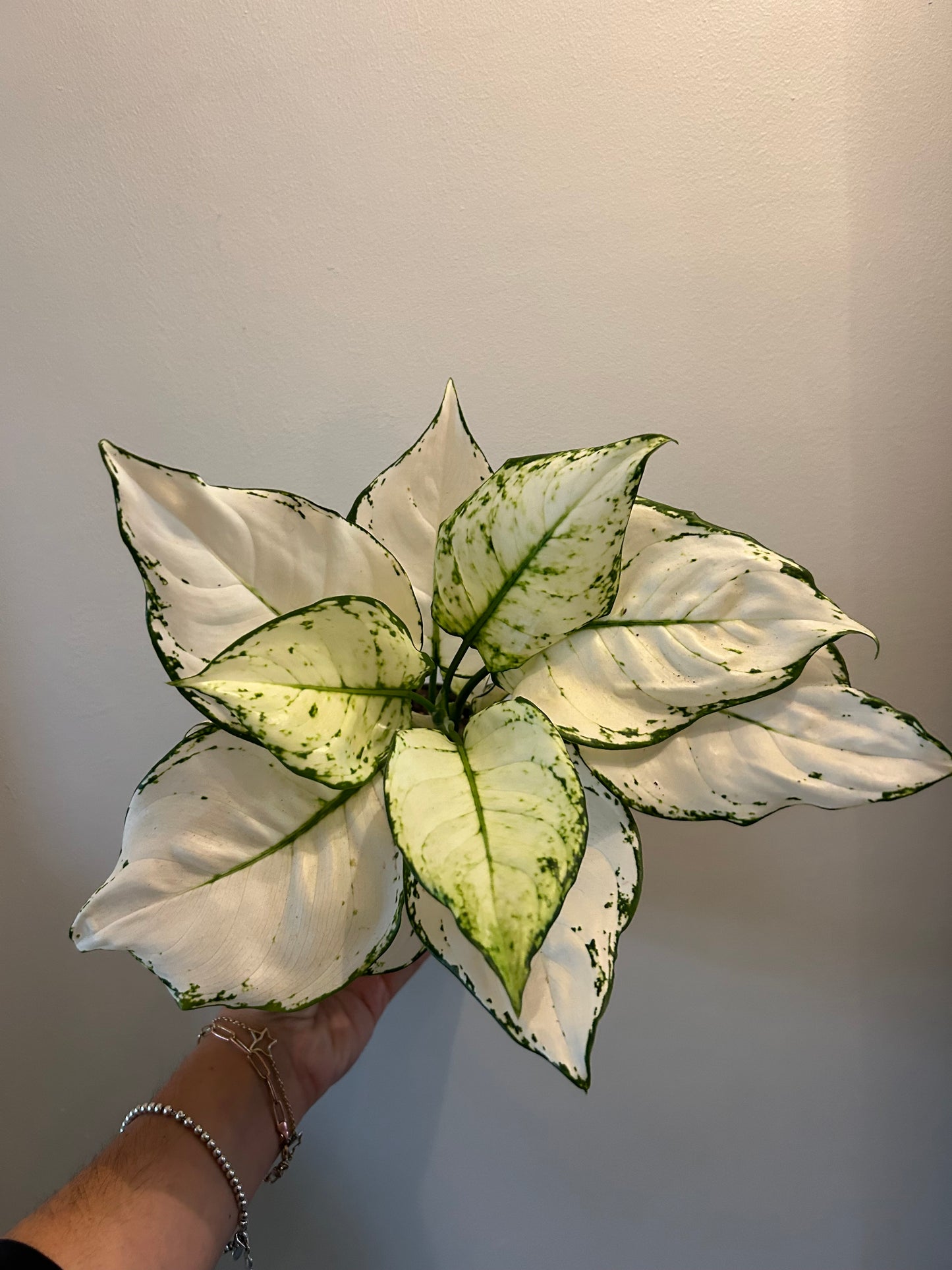 Aglaonema - White Joy