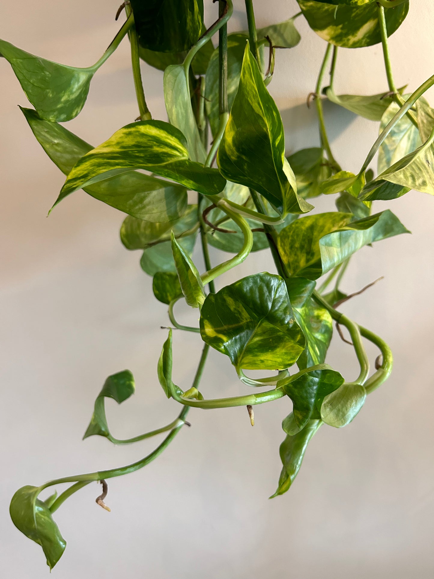 Golden Pothos Hanging