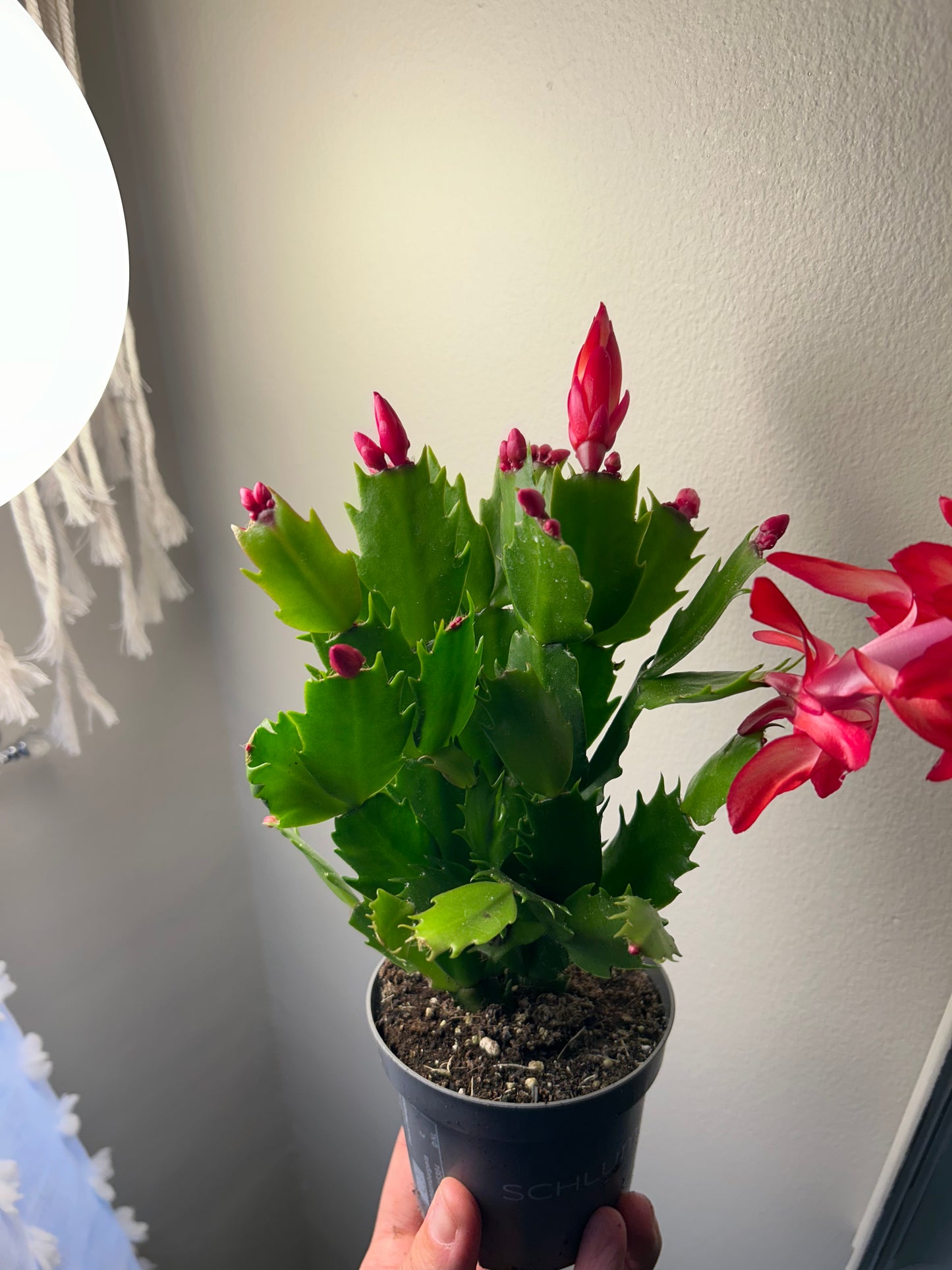 Christmas Cactus - Red