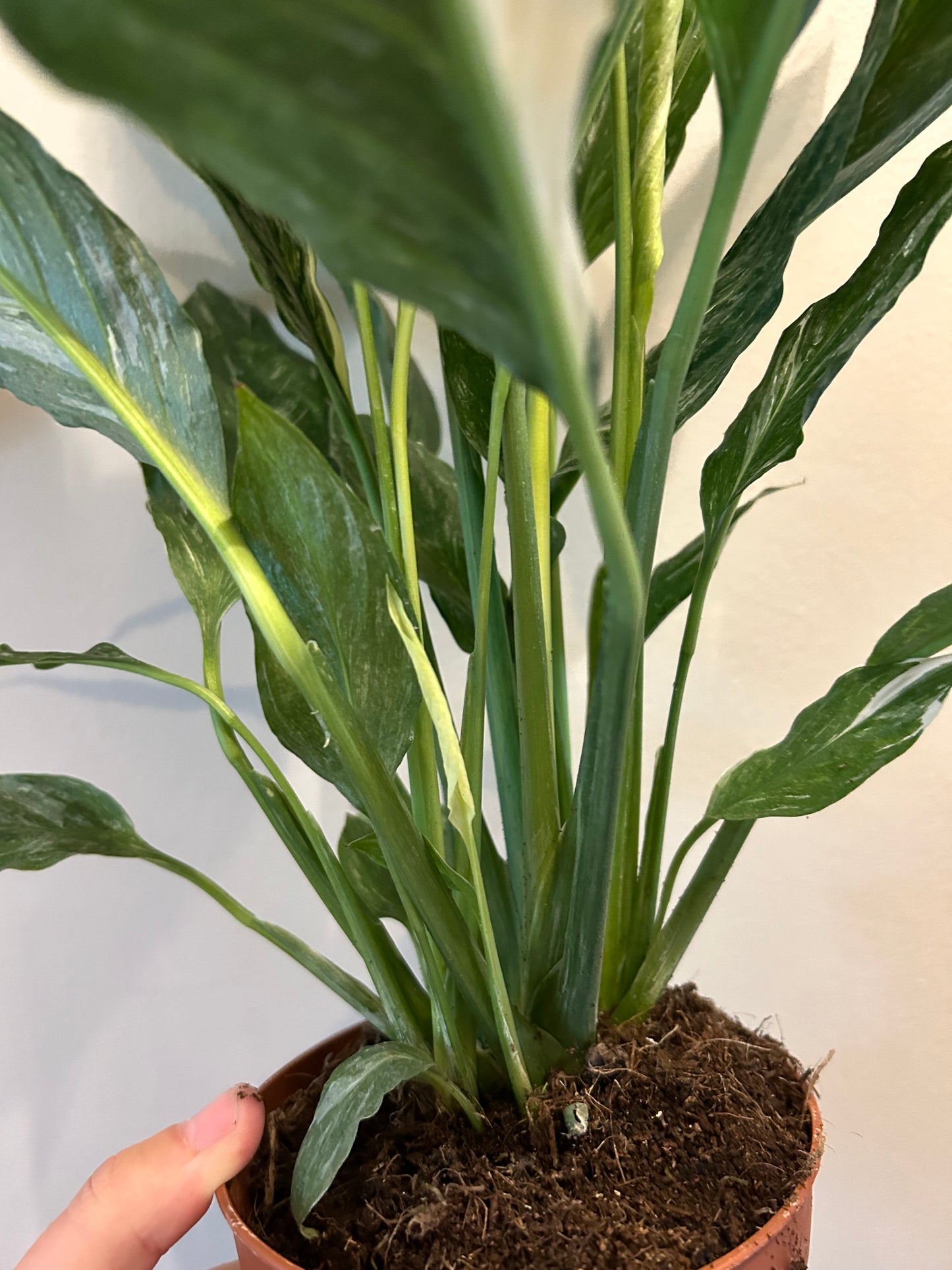 Variegated Peace Lily