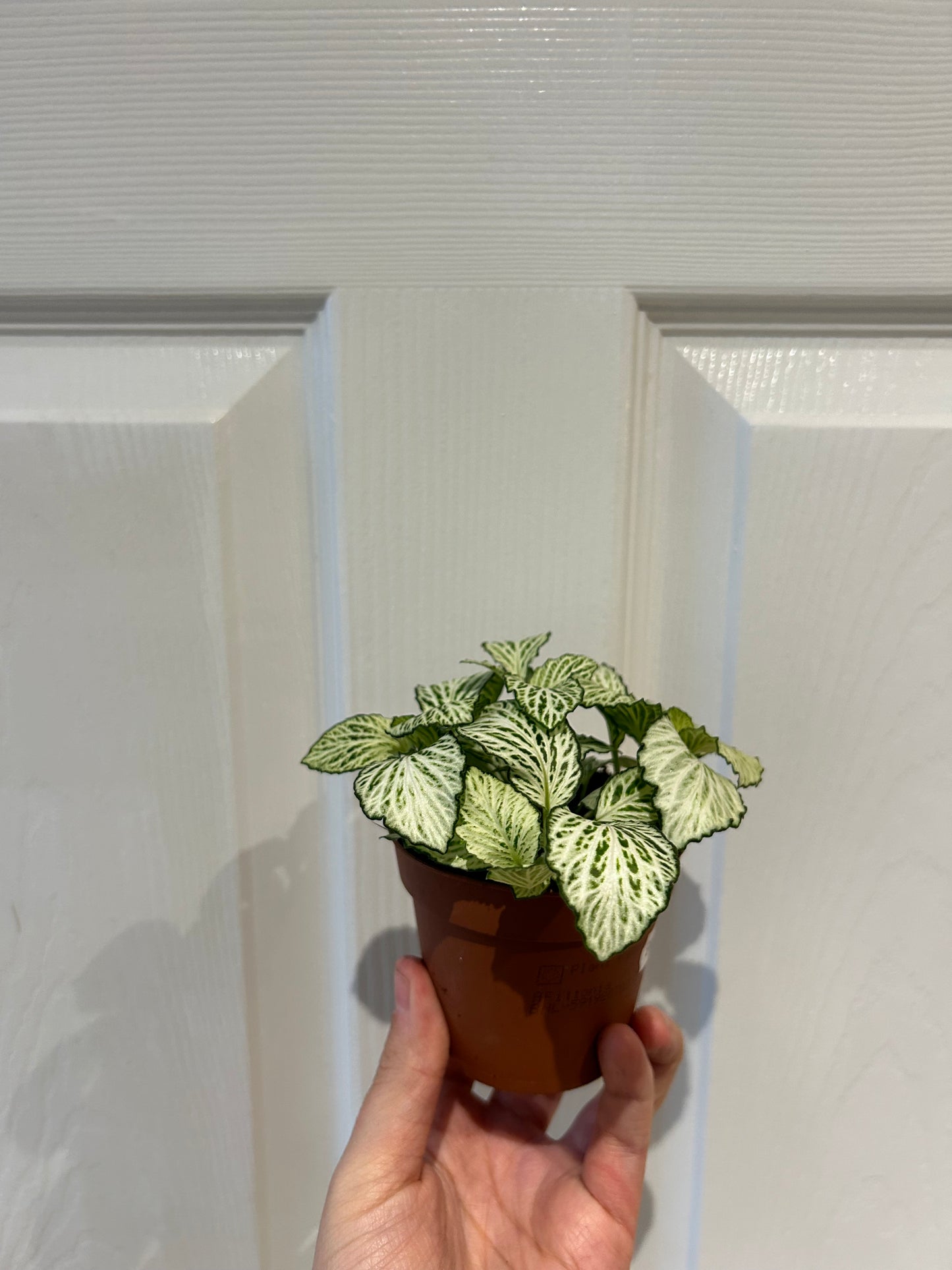 Fittonia - White Tiger