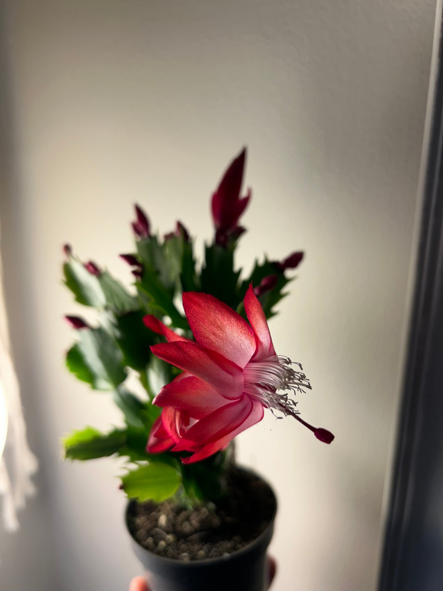 Christmas Cactus - Red